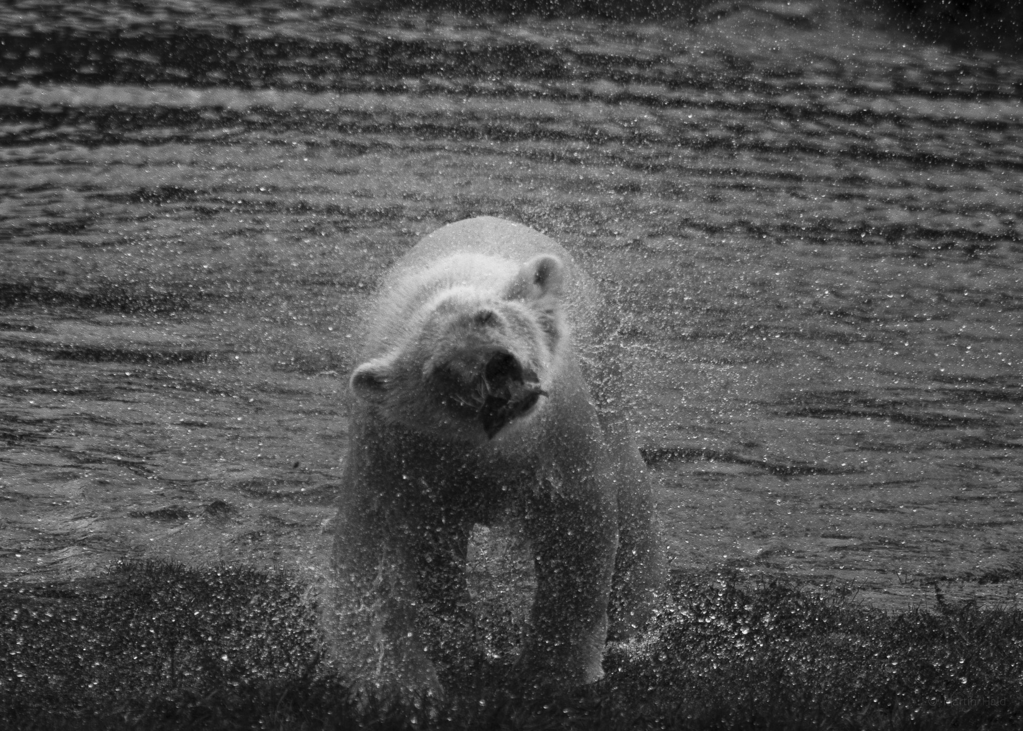 Canon EF 70-200mm F2.8L USM sample photo. Scandinavian animal park photography