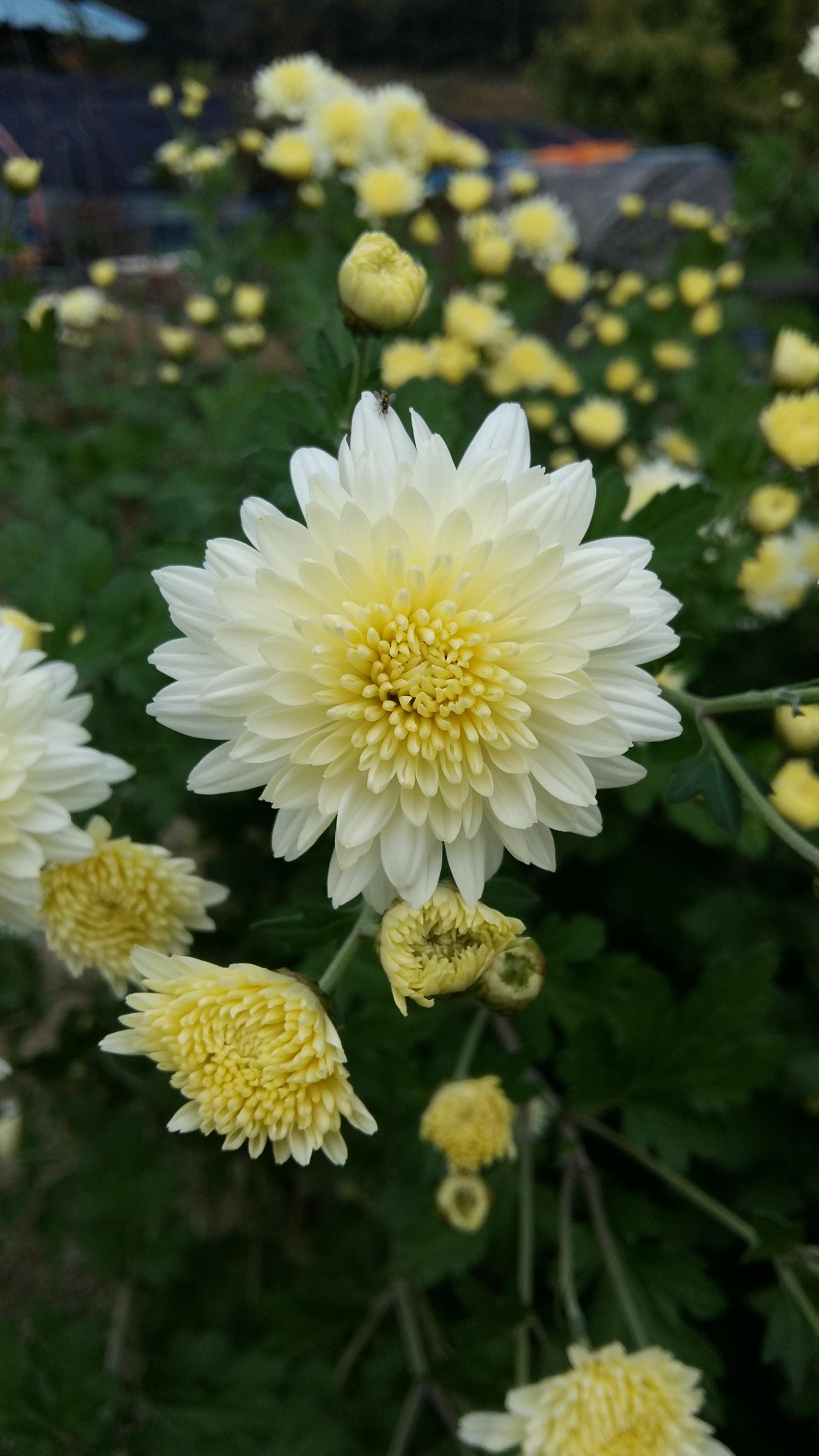 Samsung Galaxy Grand-Max sample photo