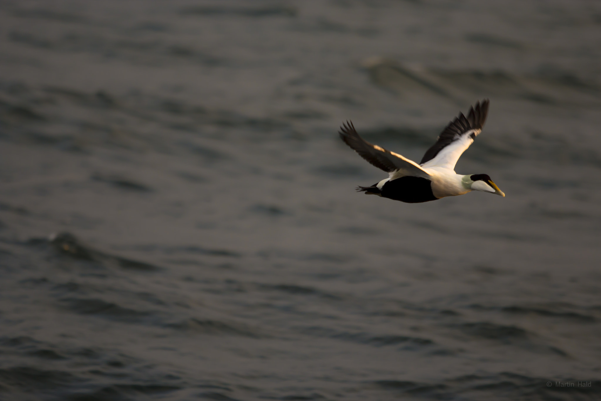 Canon EOS 600D (Rebel EOS T3i / EOS Kiss X5) + Canon EF 70-200mm F2.8L USM sample photo. Eider duck flying south photography
