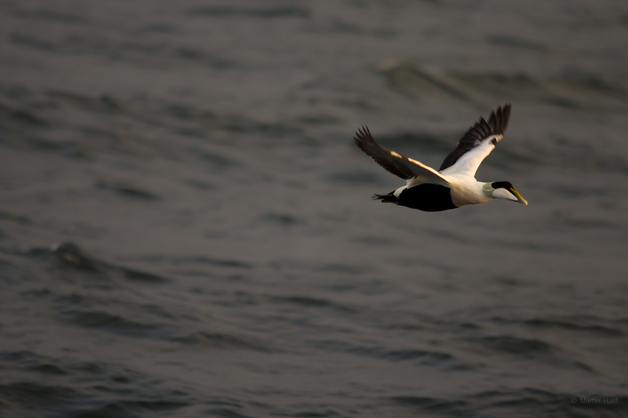 Canon EF 70-200mm F2.8L USM sample photo. Eider duck flying south photography