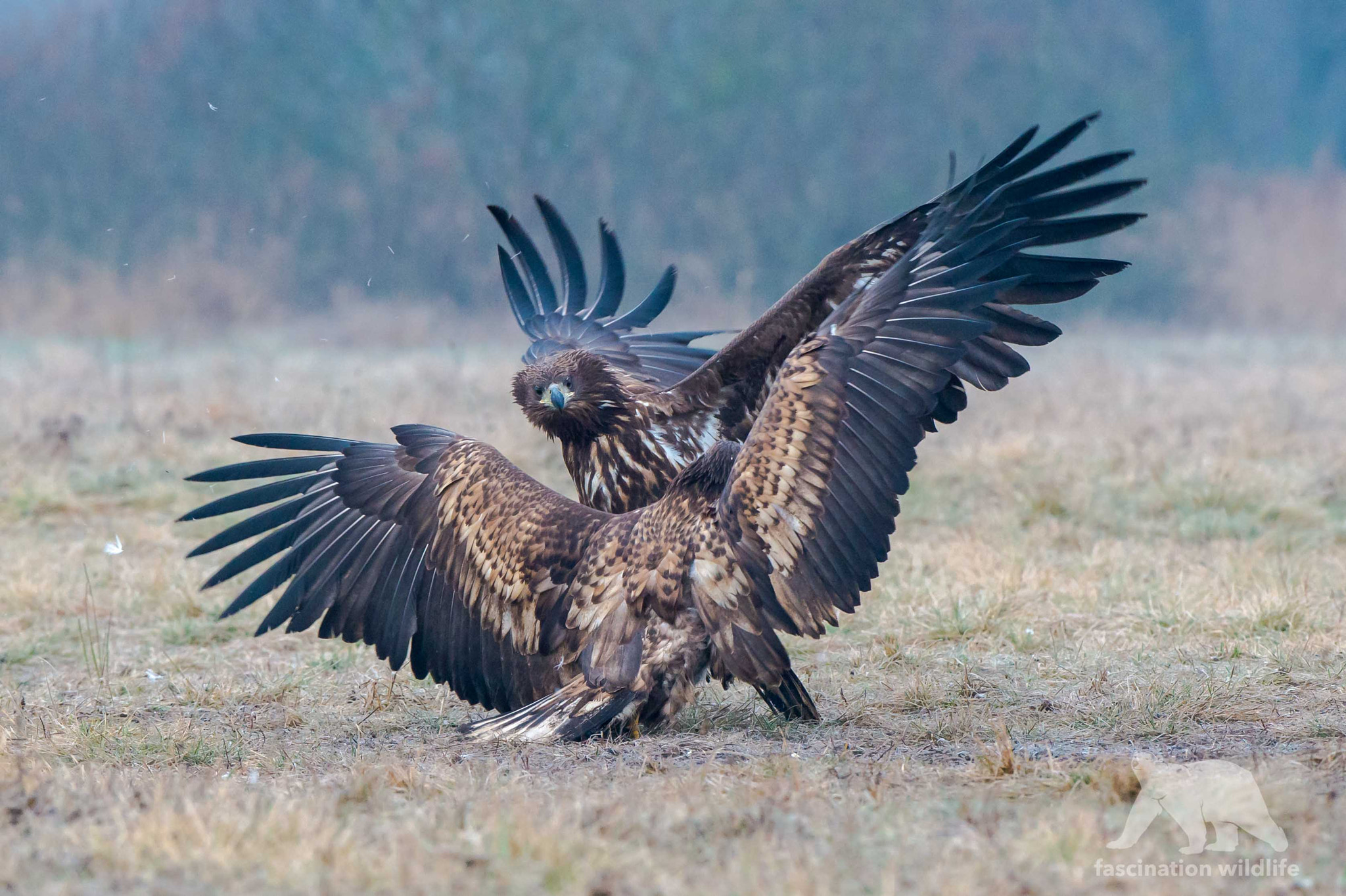 Nikon AF-S Nikkor 200-400mm F4G ED-IF VR sample photo. Eagle fight photography