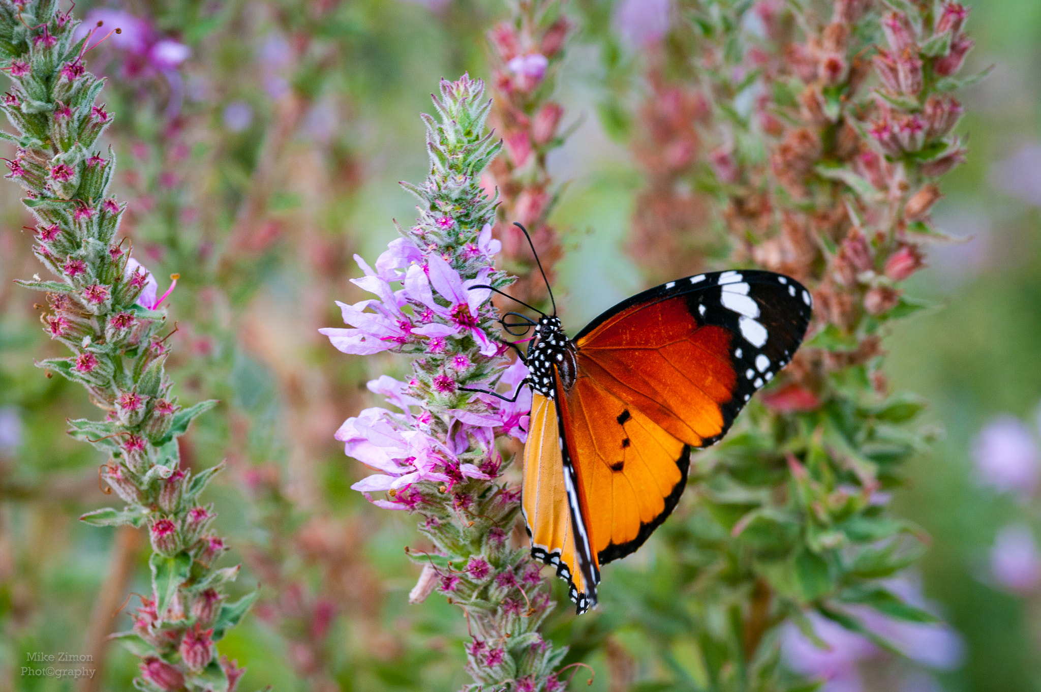 Pentax K20D sample photo. Monarch butterfly photography