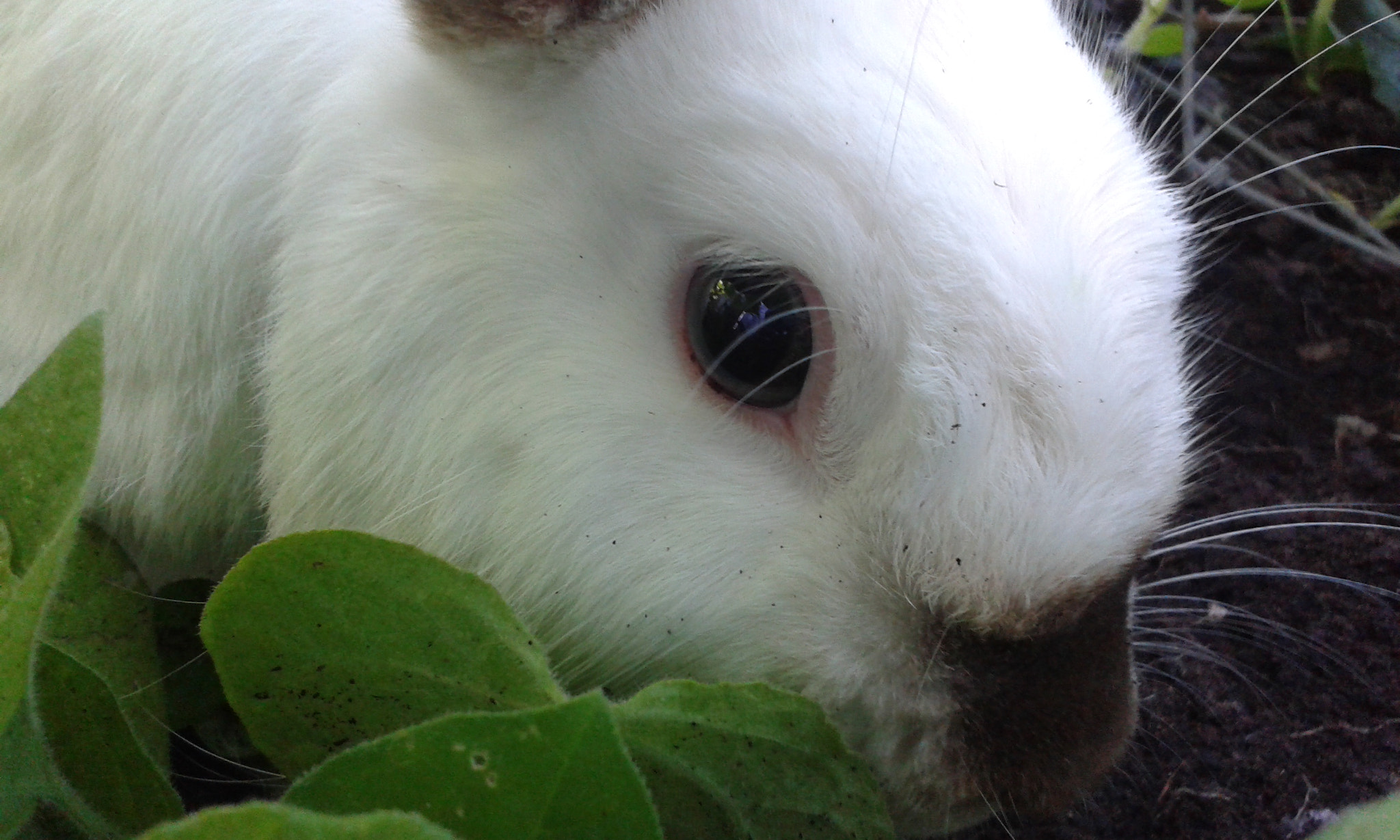 Samsung Galaxy Trend Plus sample photo. My rabbit snowflake ❄️ photography