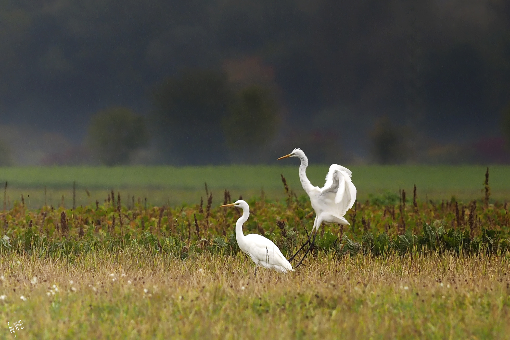Olympus OM-D E-M1 + OLYMPUS M.300mm F4.0 sample photo. Silberreiher photography