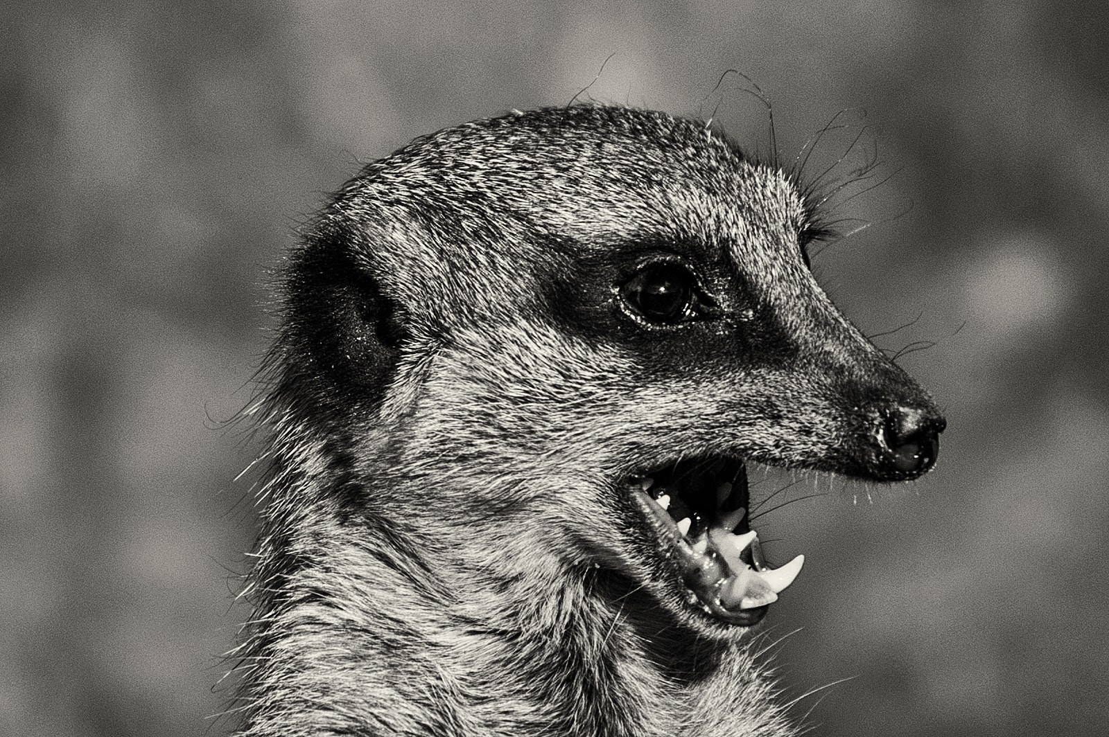 Nikon D3 sample photo. Meerkat mono photography
