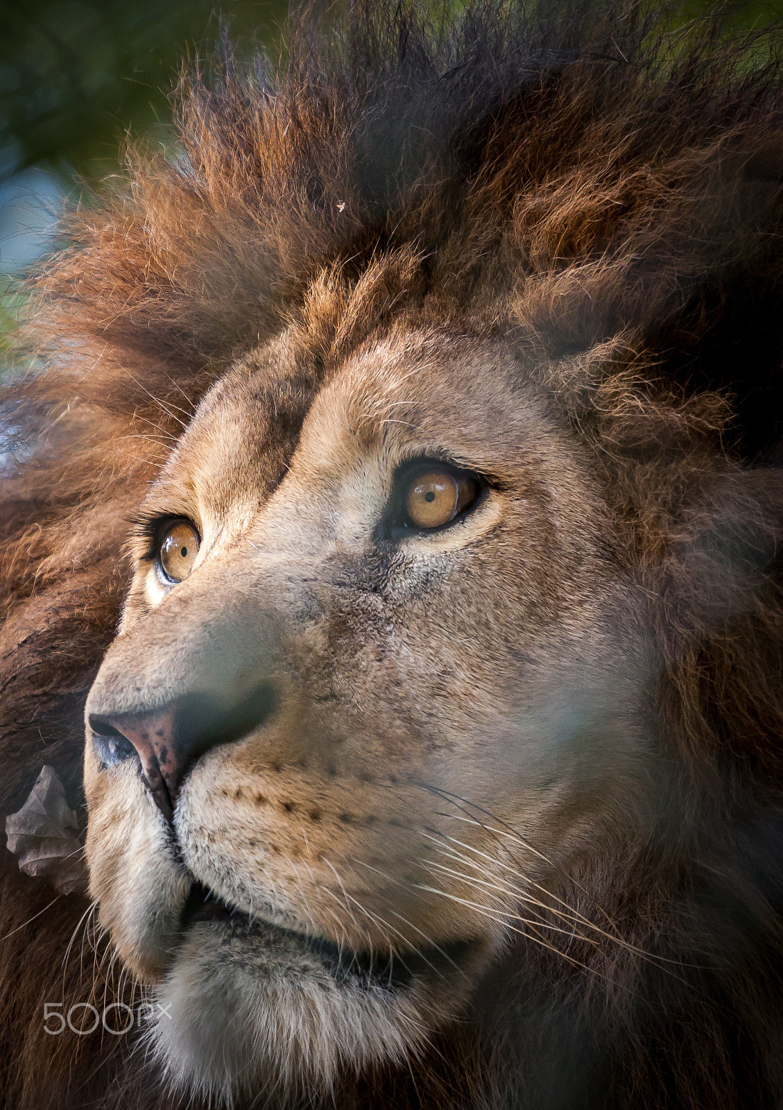 Canon EOS 30D + Canon EF 70-200mm F4L USM sample photo. Lion king photography