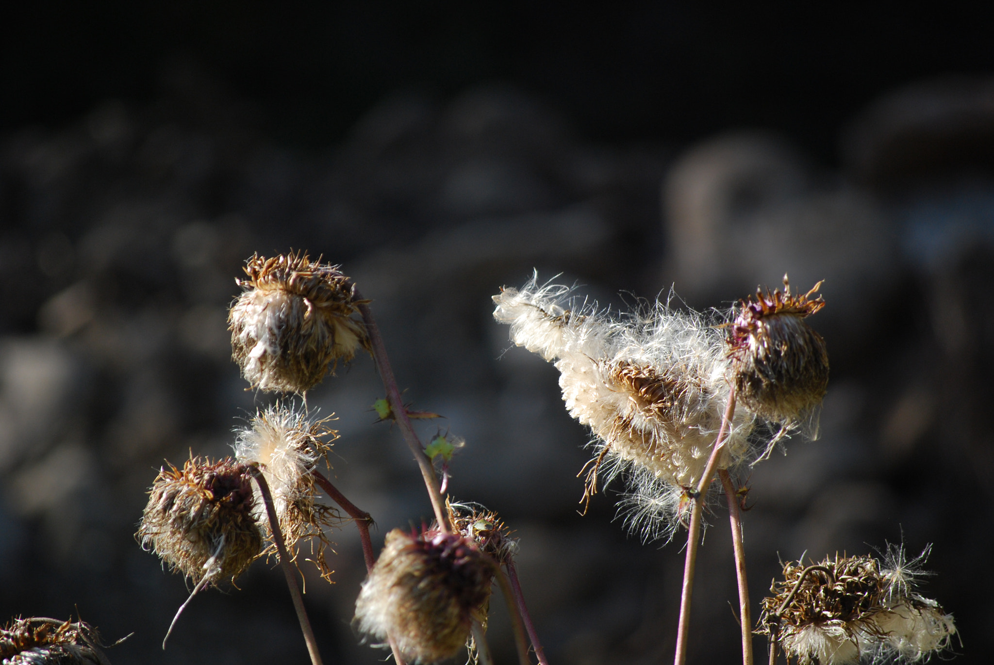 Nikon D40X sample photo