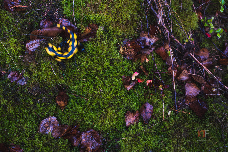 Nikon D810 + Nikon AF-S Nikkor 35mm F1.4G sample photo. Time to veer photography