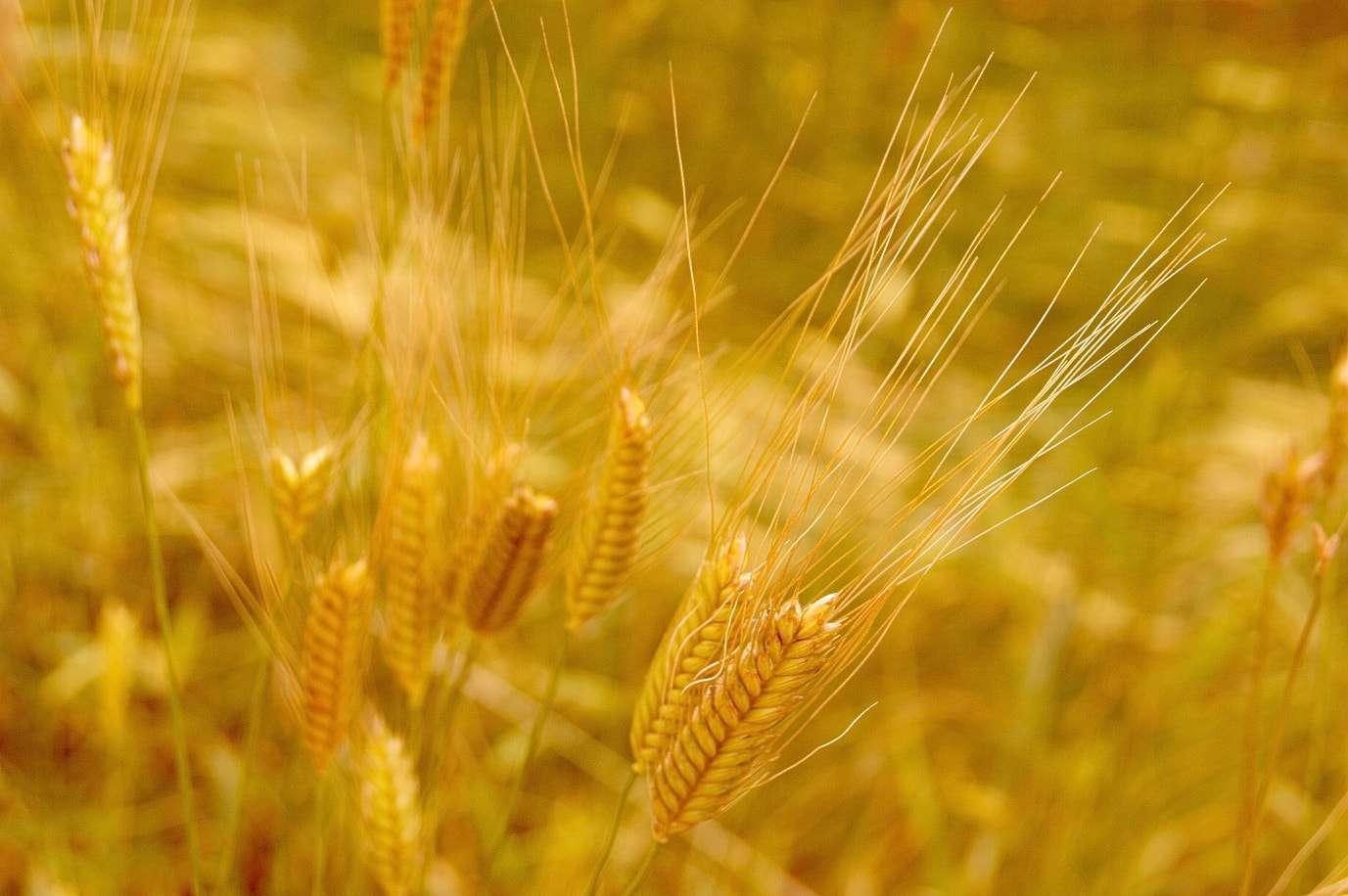 Sony Alpha DSLR-A290 sample photo. Golden autumn photography