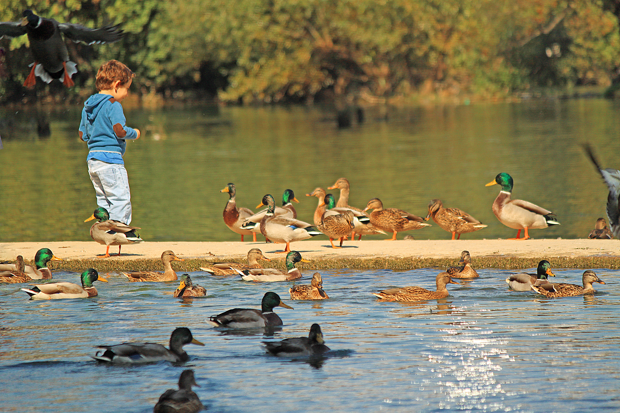 Canon EOS 500D (EOS Rebel T1i / EOS Kiss X3) sample photo. Duck whisperer photography