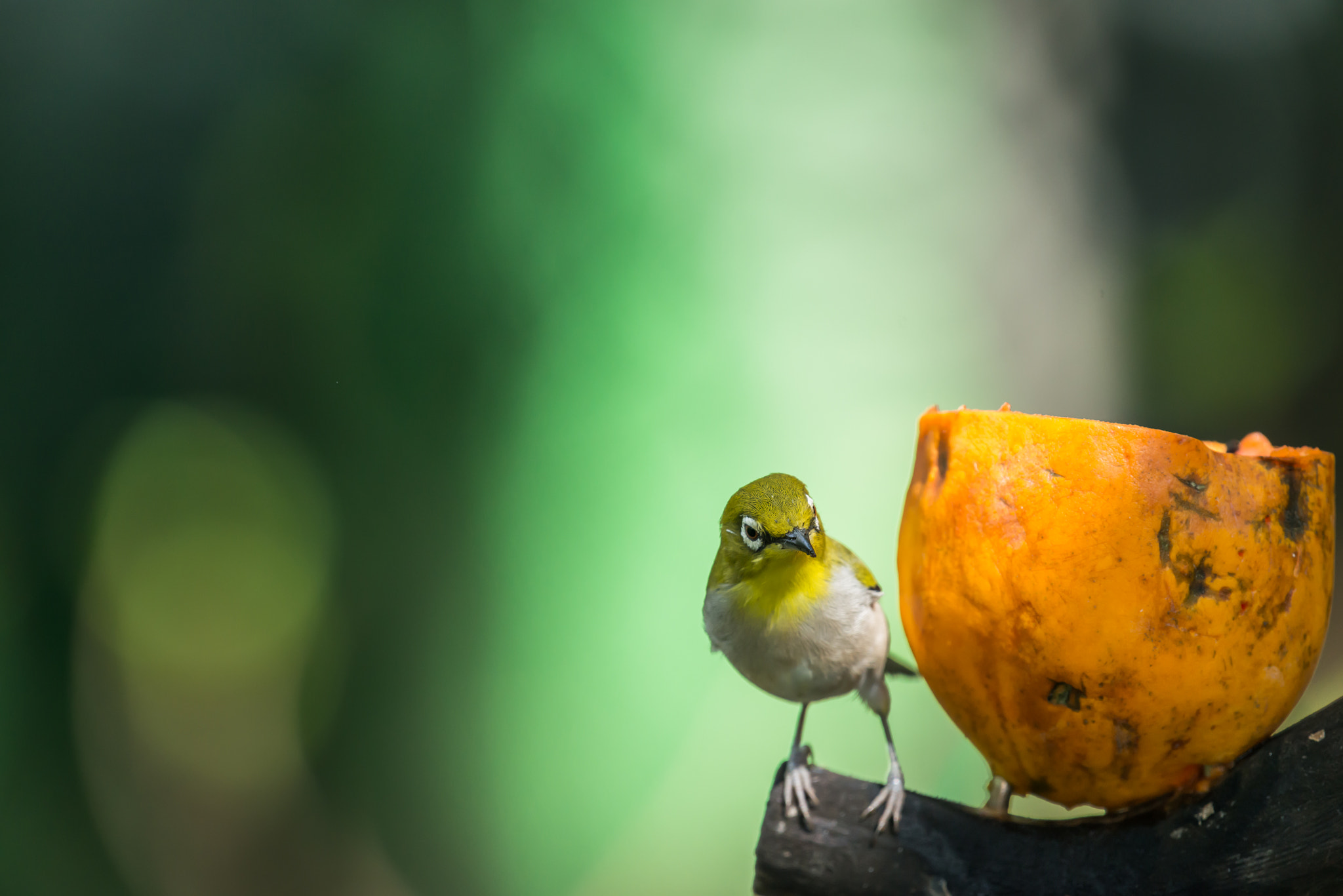 Nikon AF-S Nikkor 200-500mm F5.6E ED VR sample photo. Tiny little silvereye or wax-eye (zosterops lateralis) photography