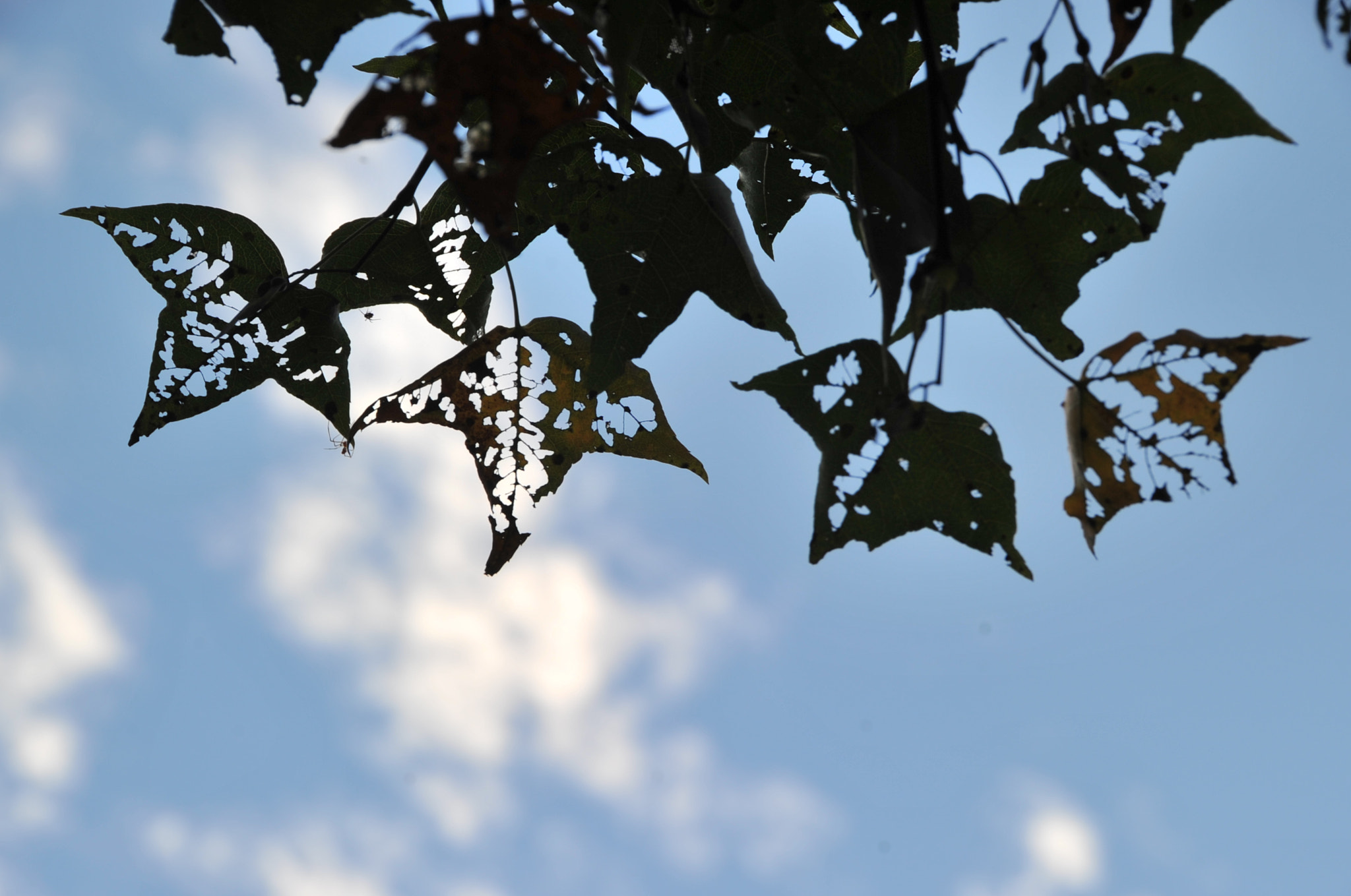 Nikon D3S sample photo. .. photography