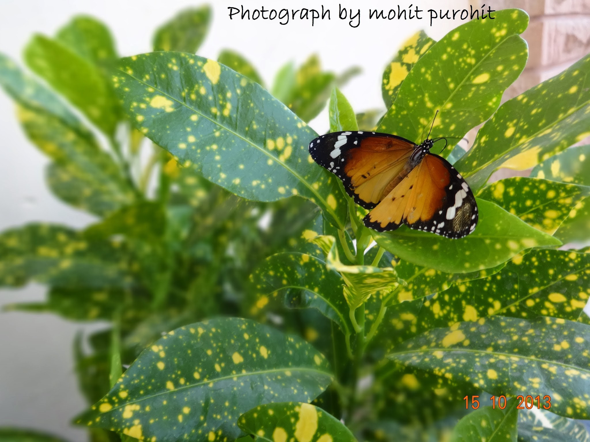 Sony DSC-WX60 sample photo. Butterfly. photography