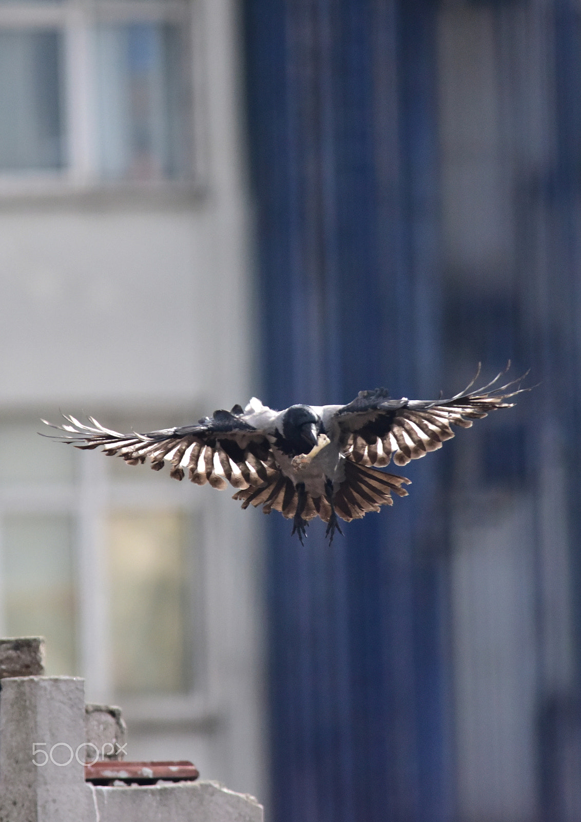 Sigma 150-500mm F5-6.3 DG OS HSM sample photo. Dsc photography