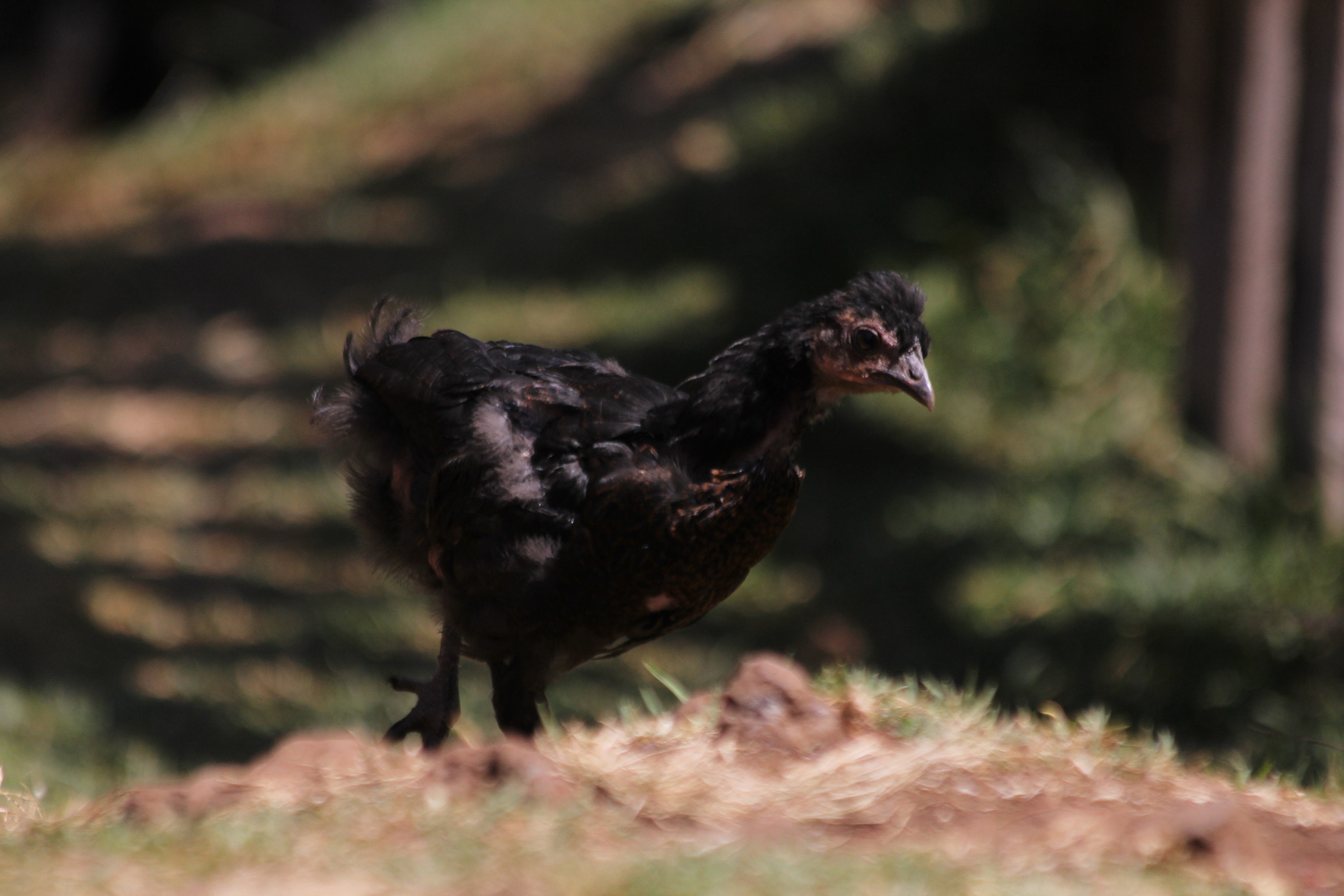Canon EF 70-300mm F4-5.6 IS USM sample photo