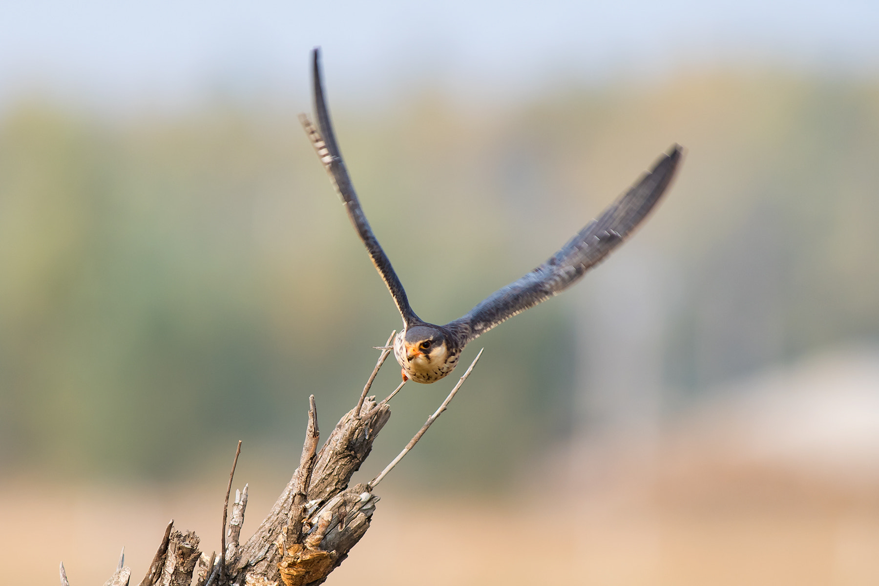 Nikon D500 + Nikkor 500mm f/4 P ED IF sample photo