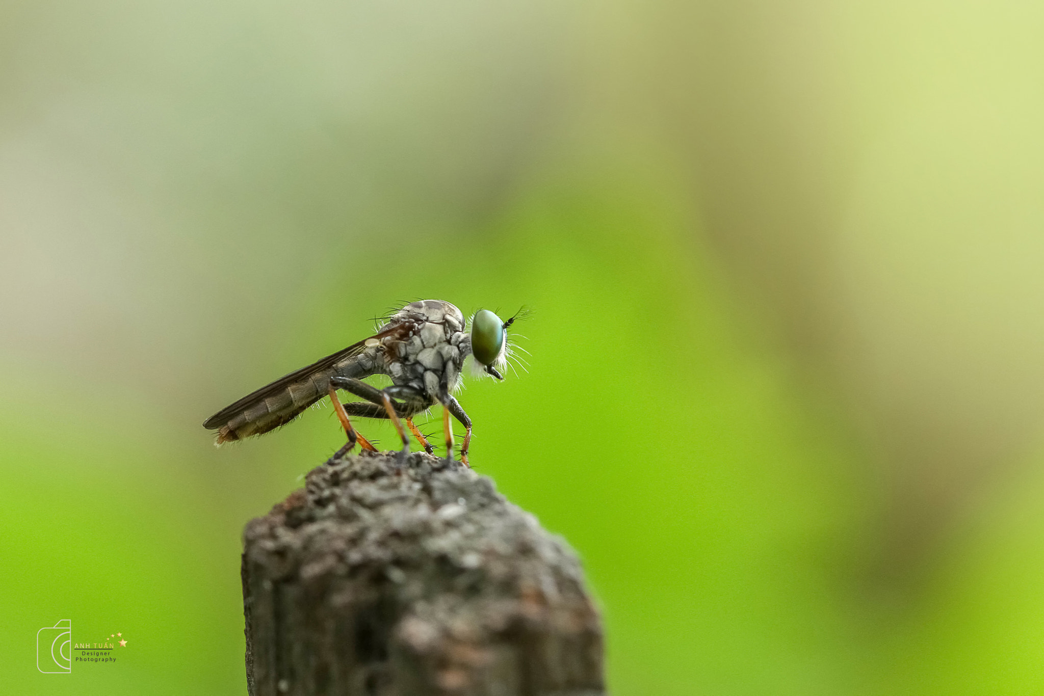 Canon EF 100mm F2.8L Macro IS USM sample photo. Thích thì up thôi photography