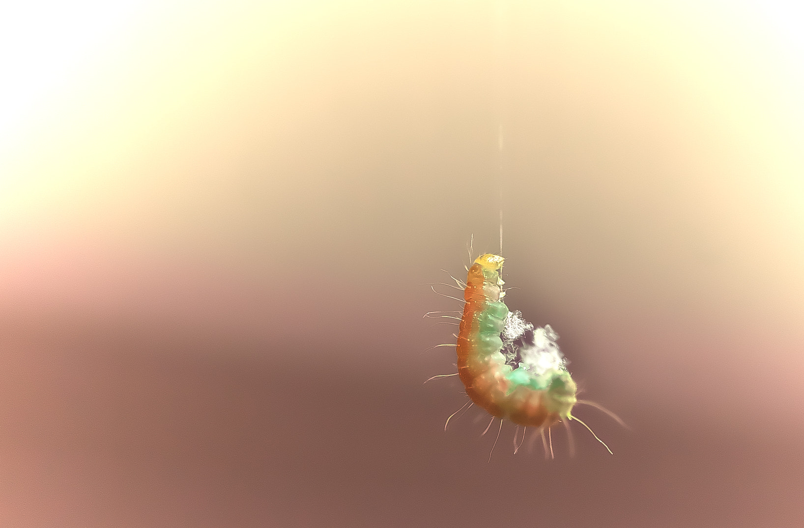 Pentax smc D-FA 100mm F2.8 Macro WR sample photo. Caterpillar photography
