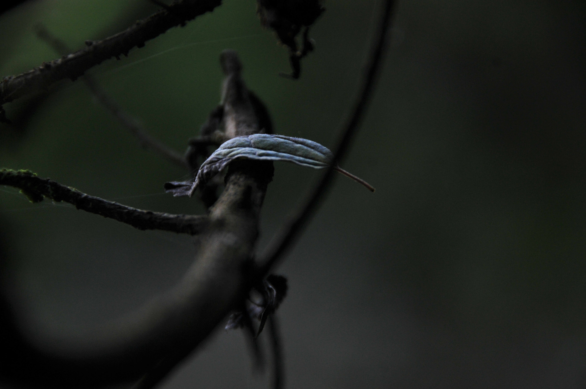 Nikon D3S sample photo. .. photography