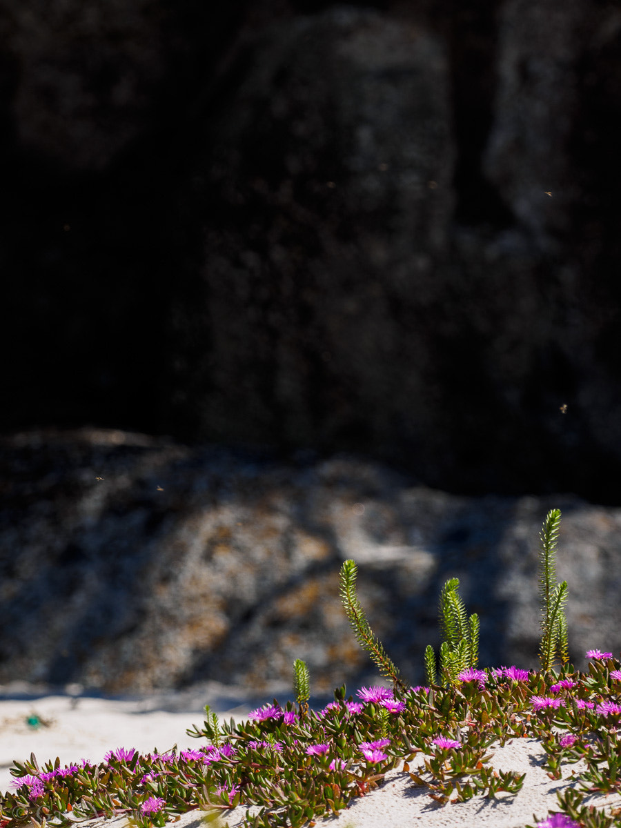 Olympus OM-D E-M1 + OLYMPUS M.300mm F4.0 sample photo. Faces in the rocks photography