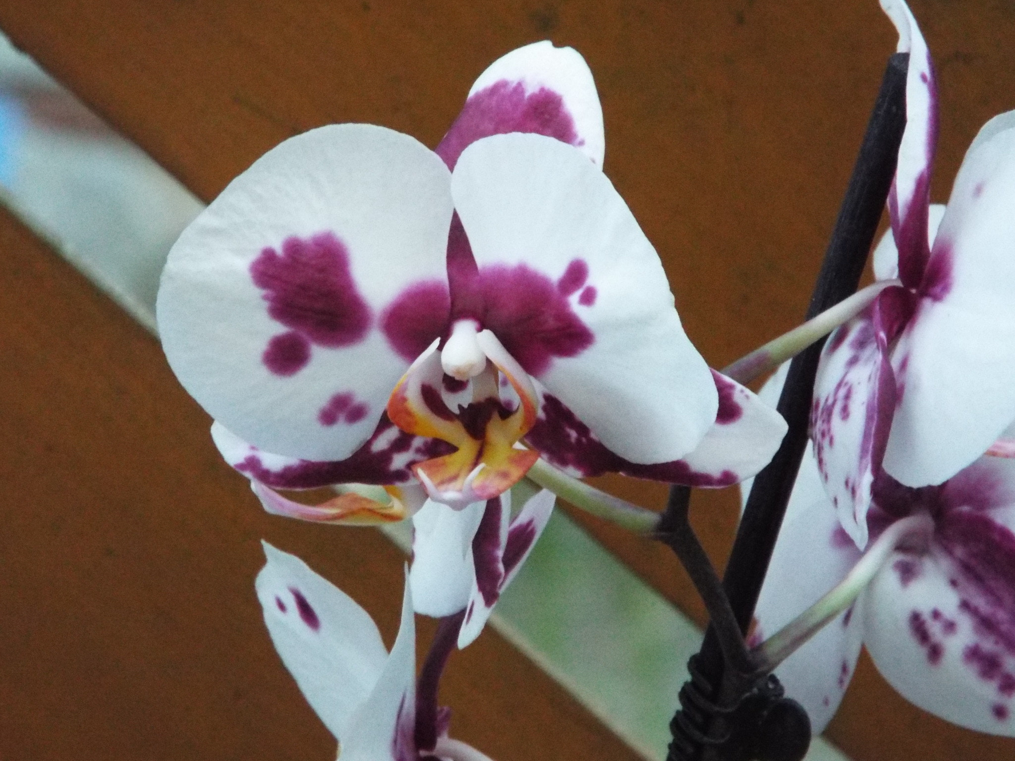 Fujifilm FinePix S9400W sample photo. Orchid photography