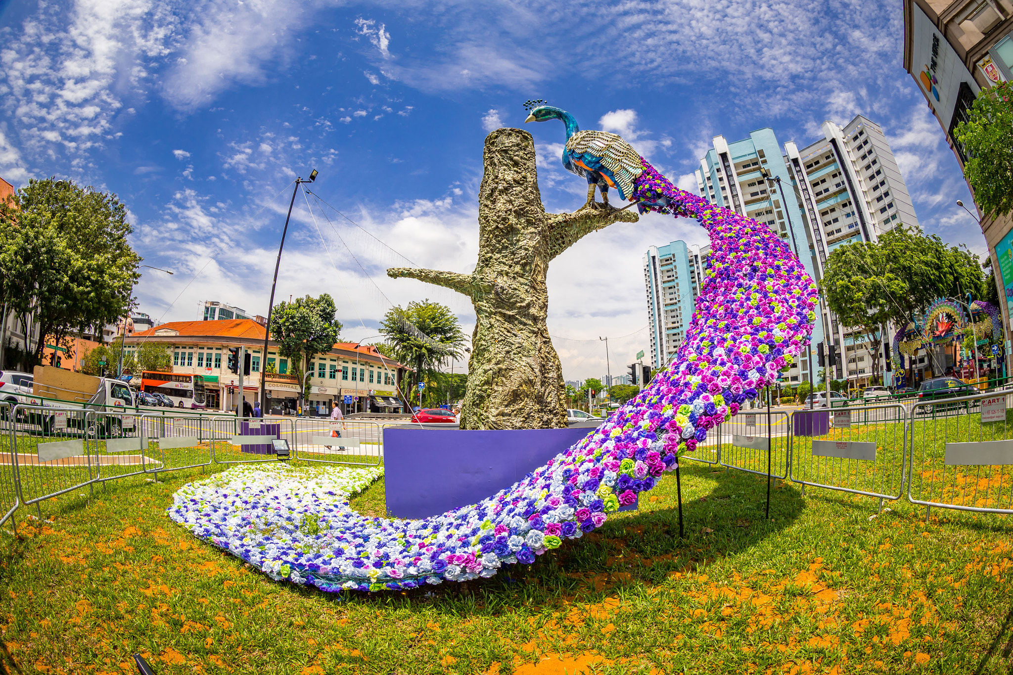 Canon EF 8-15mm F4L Fisheye USM sample photo. Peacock photography