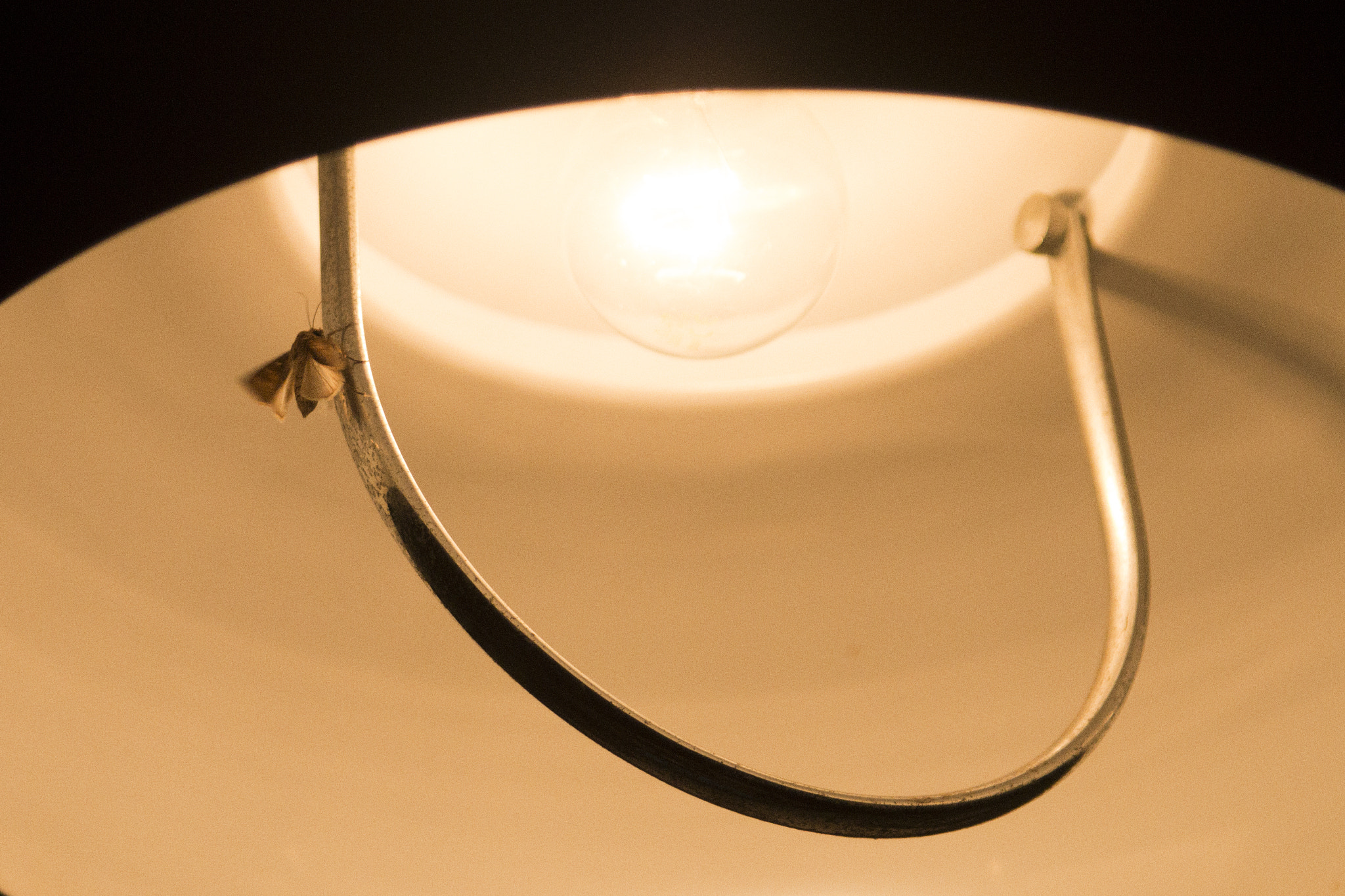 Canon EF 28-105mm f/3.5-4.5 USM sample photo. Moth photography