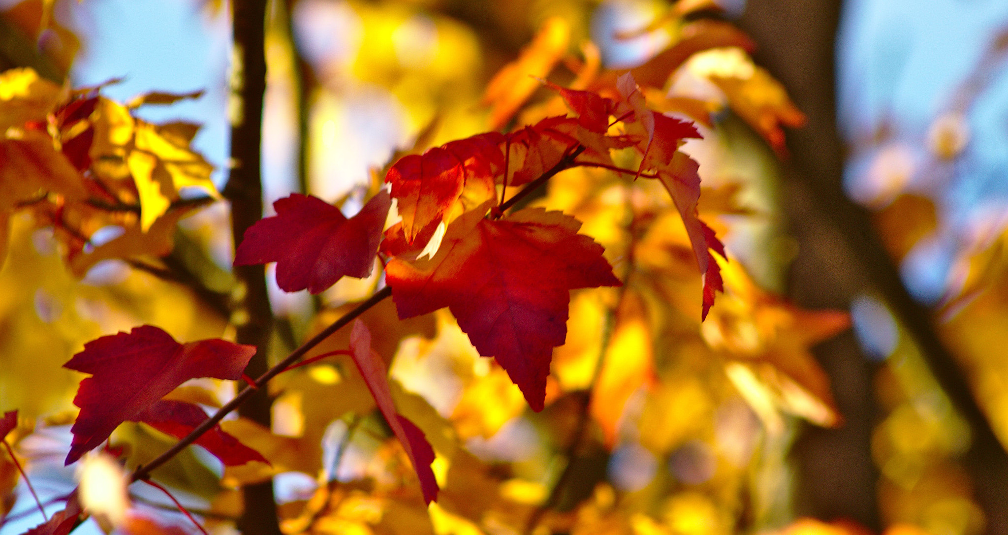 Canon EOS 700D (EOS Rebel T5i / EOS Kiss X7i) + Canon EF 70-210mm f/4 sample photo. The indian summer photography