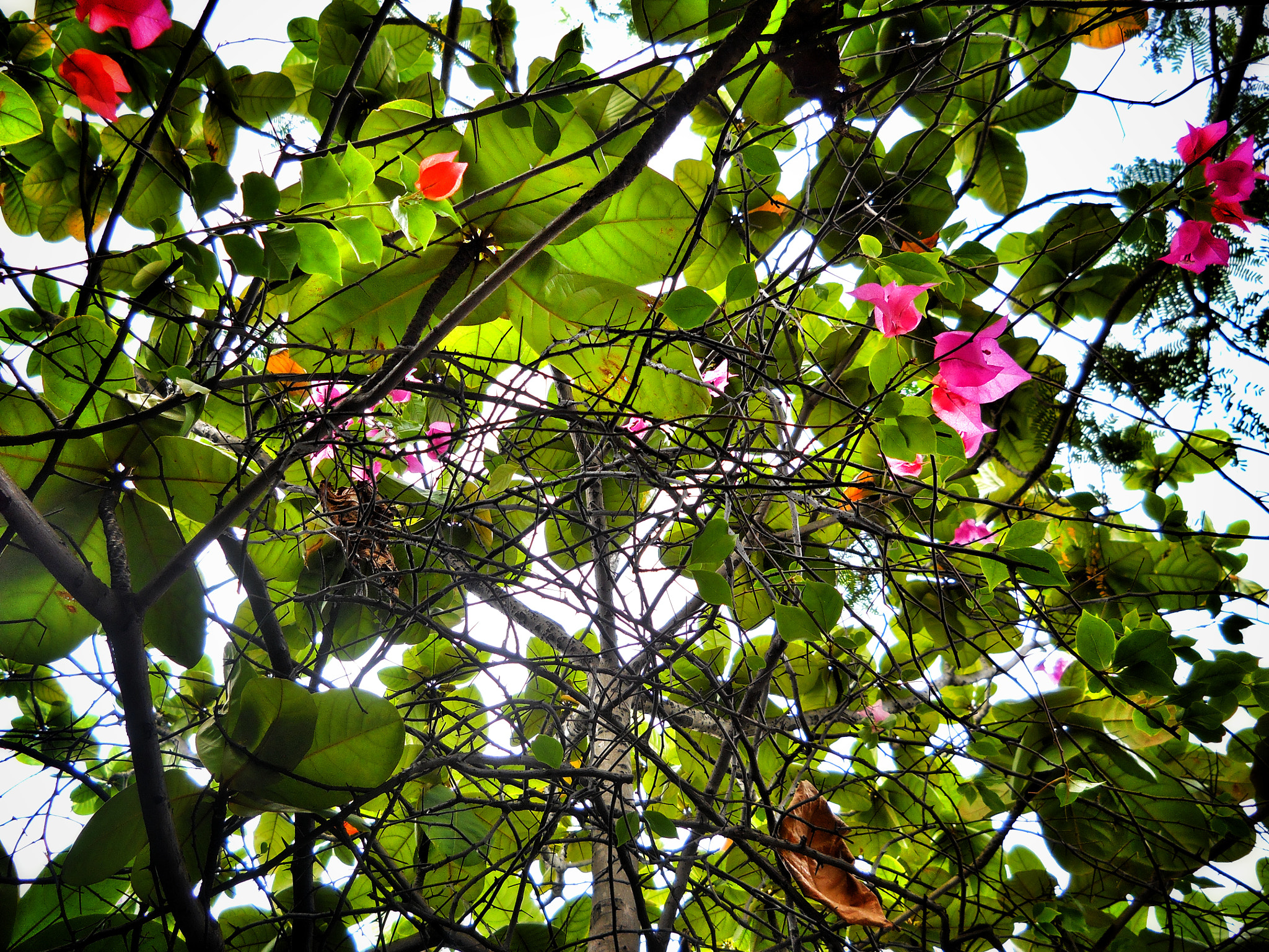Nikon Coolpix L24 sample photo. Greenery photography