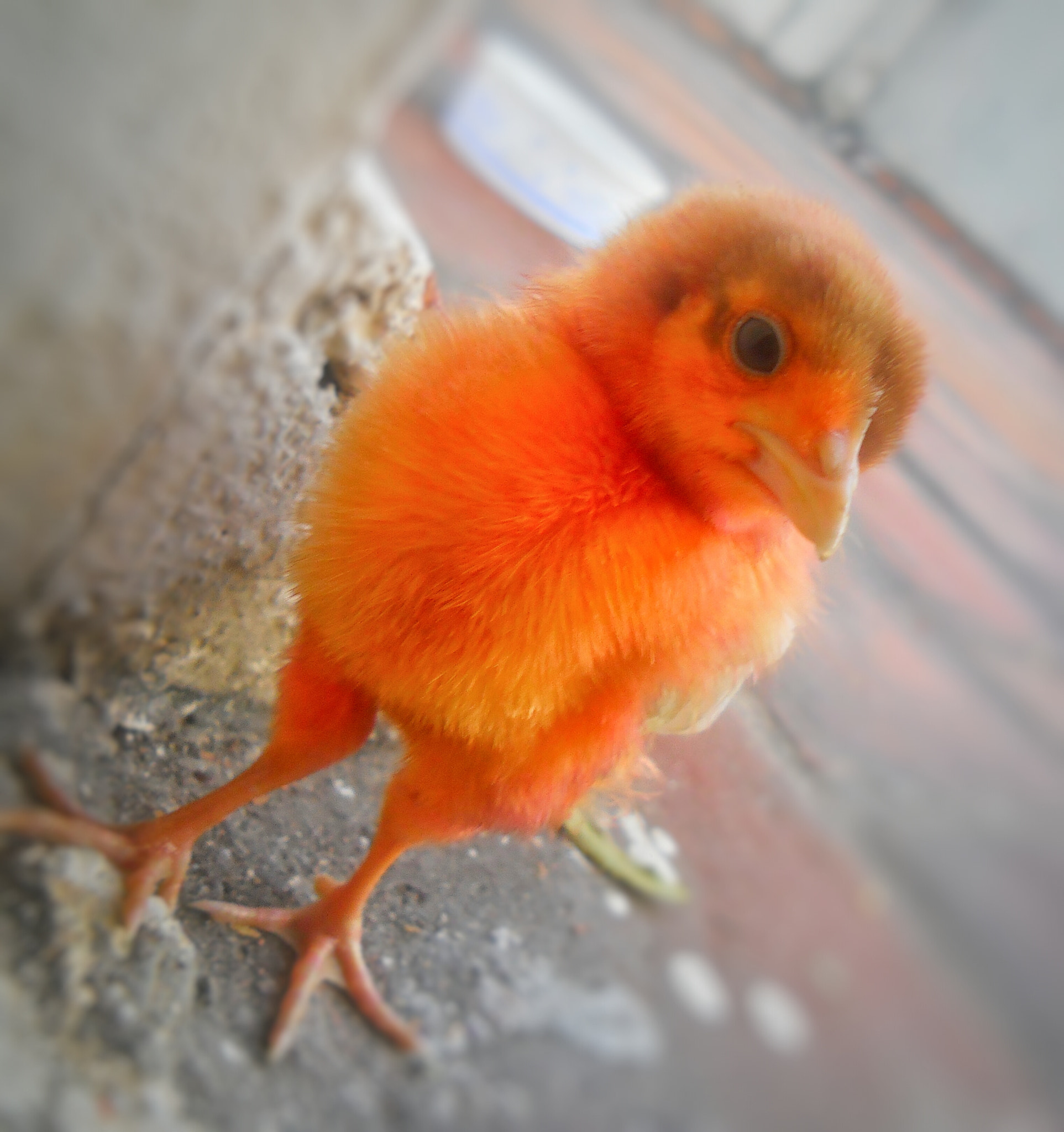 Nikon Coolpix L24 sample photo. Cute❤️ photography