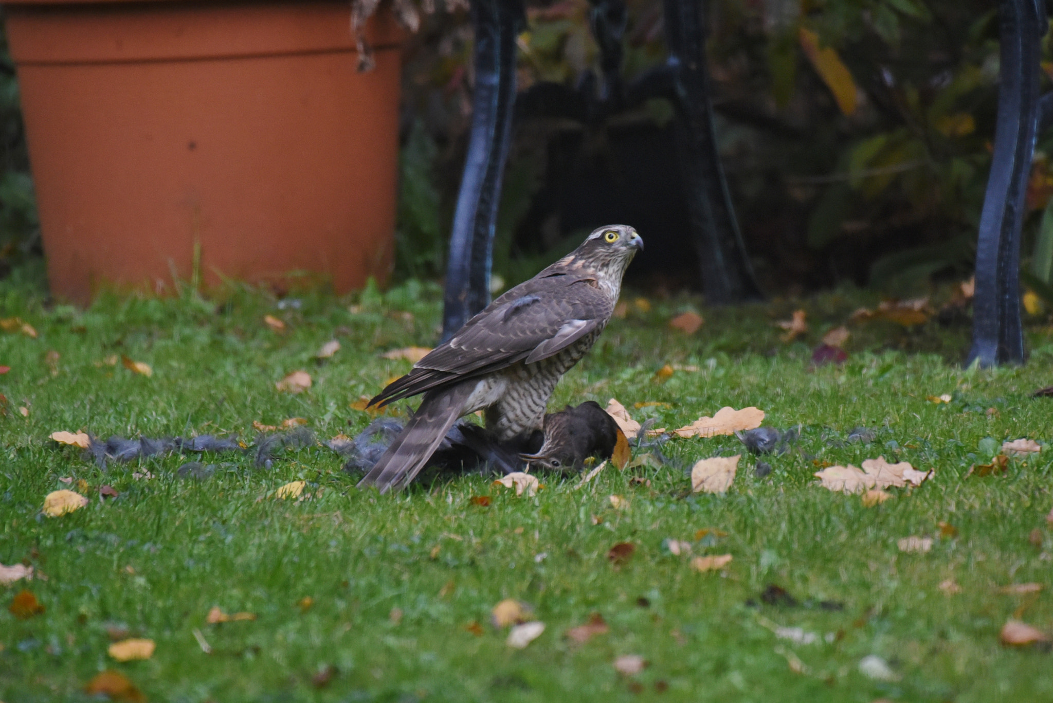 Sigma 50-500mm F4.5-6.3 DG OS HSM sample photo. Camberley 21 october 2016 018 photography