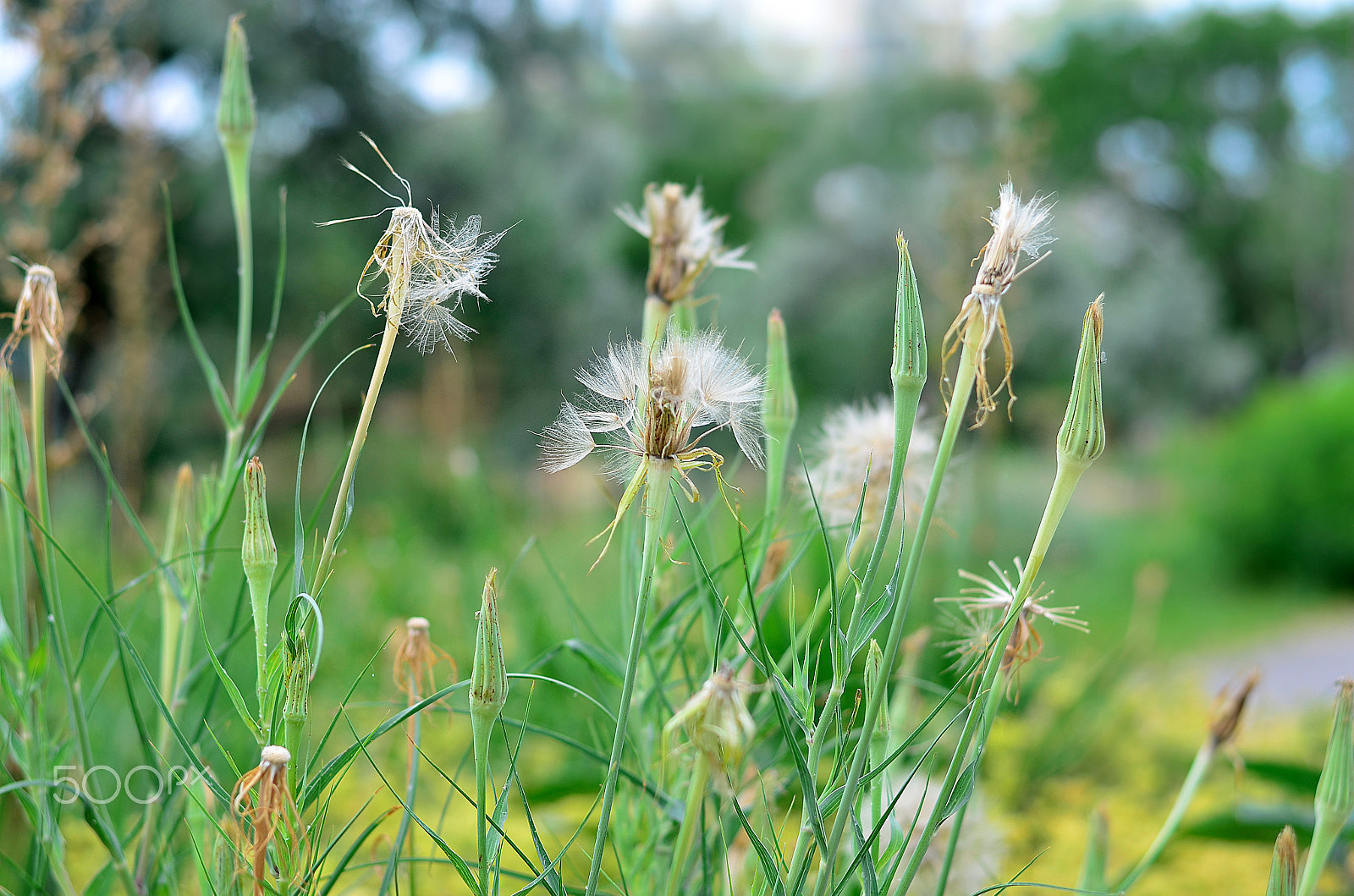 Nikon D5100 + AF Nikkor 50mm f/1.4 sample photo. Dandelions photography