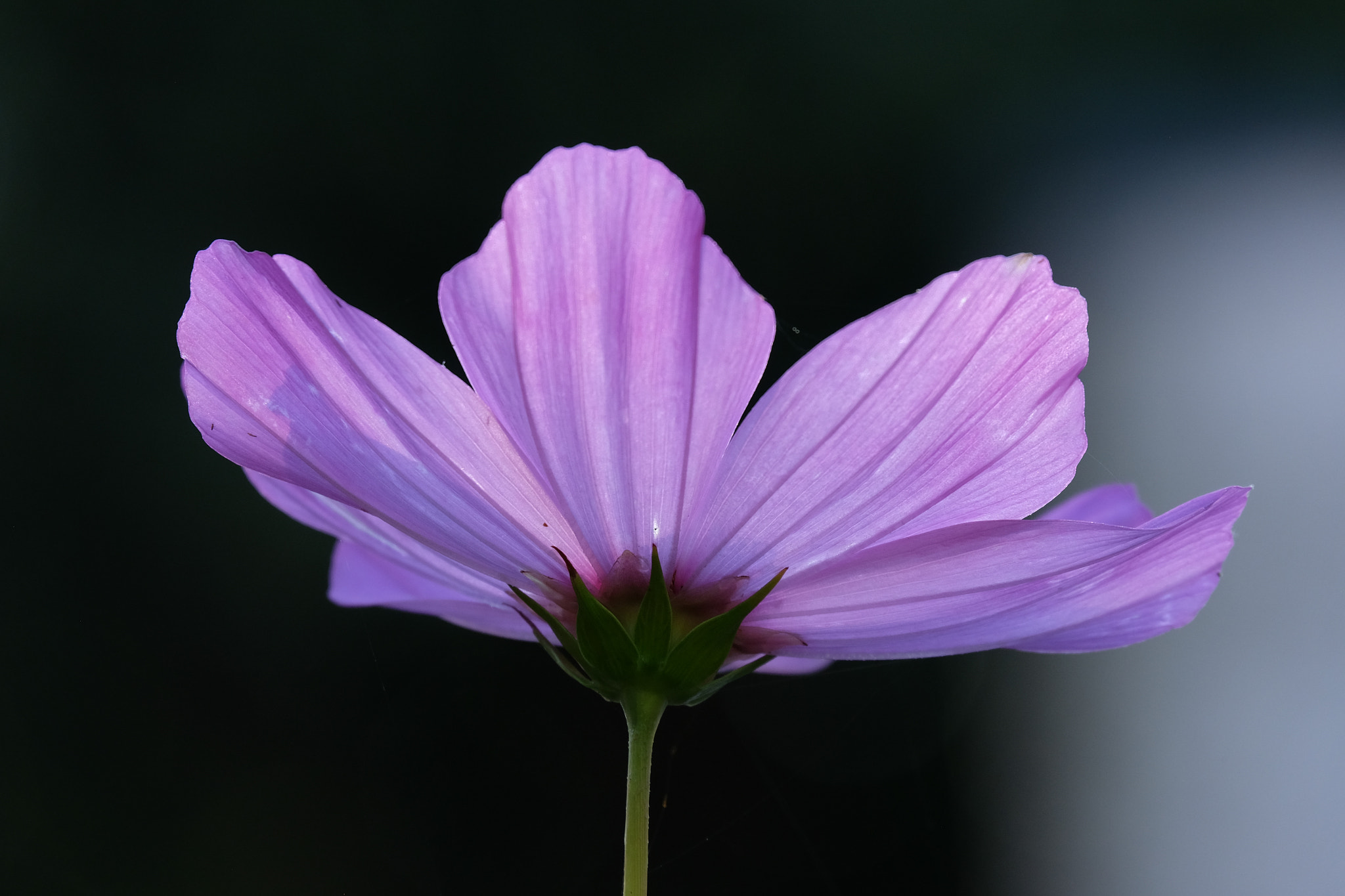 Fujifilm X-T1 + Fujifilm XC 50-230mm F4.5-6.7 OIS sample photo. Cosmos photography