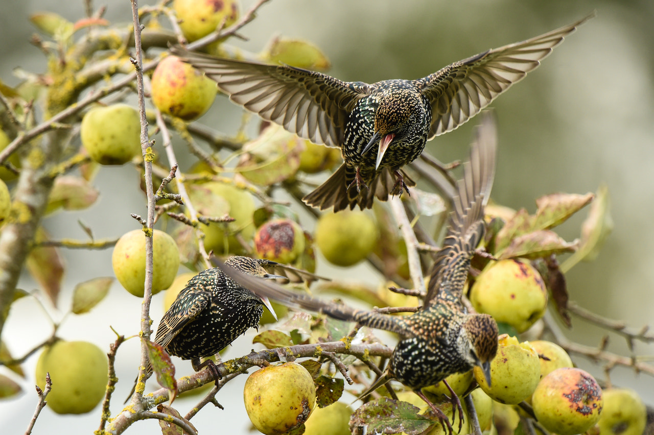 Nikon D4S + Nikon AF-S Nikkor 500mm F4G ED VR sample photo. Fighting starlings photography