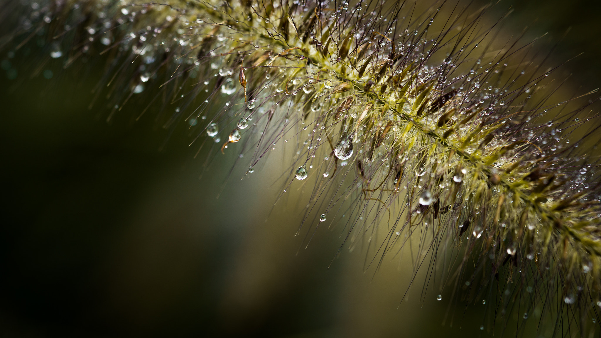 Sony a6000 + Sony FE 90mm F2.8 Macro G OSS sample photo. The almost abstract nature. photography