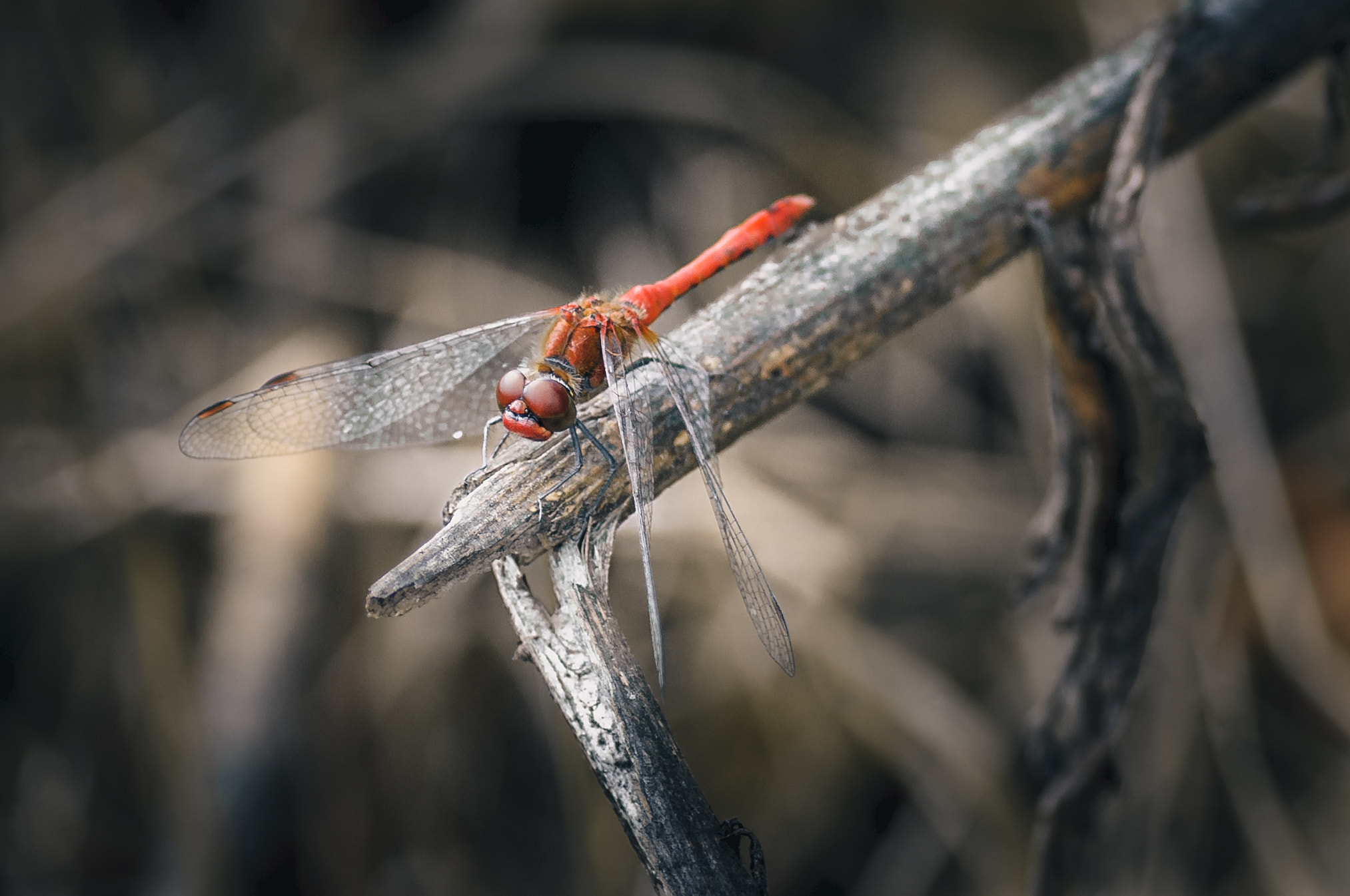 Nikon D300 sample photo. Red dragonfly photography