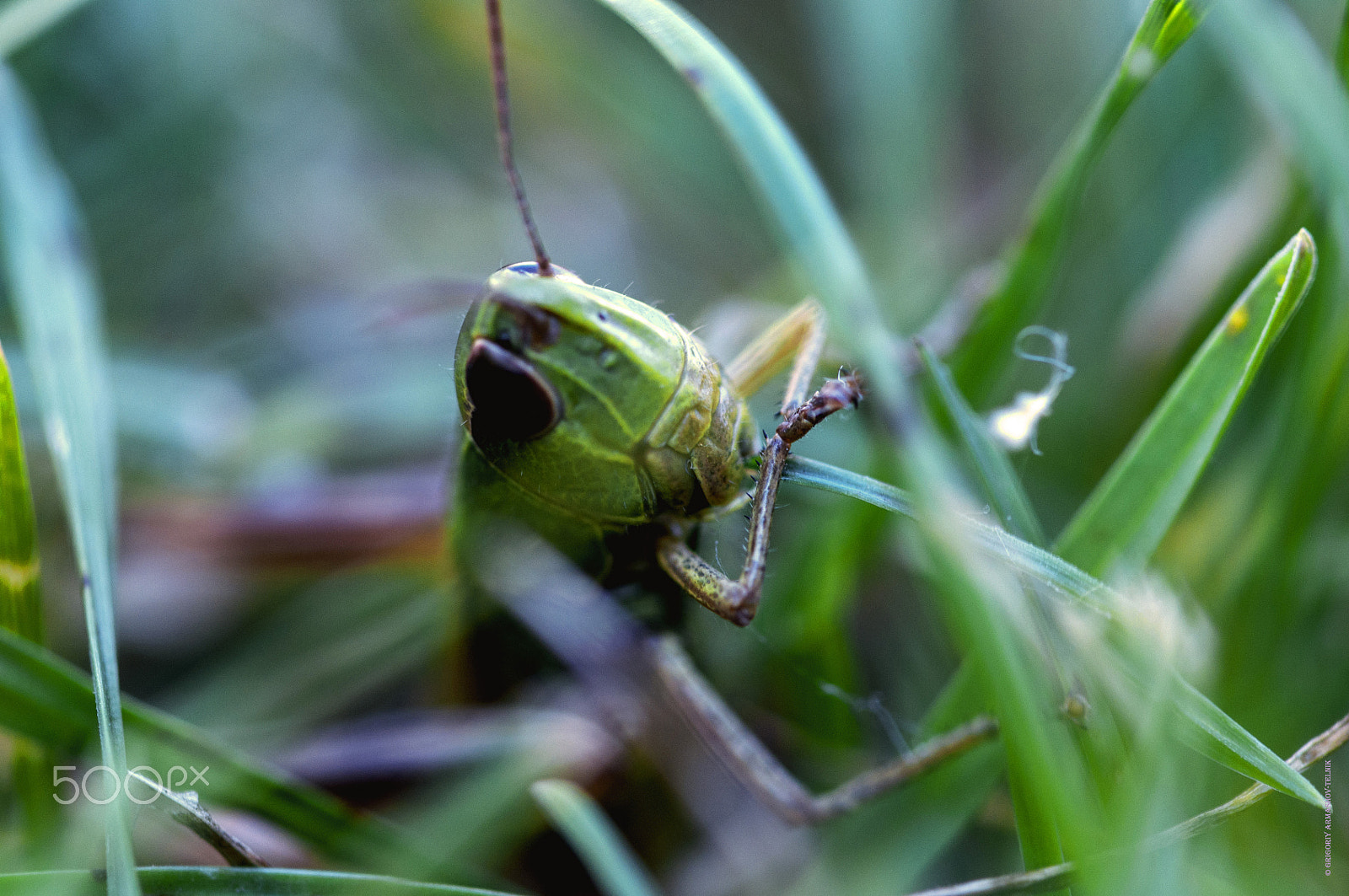 Sigma 105mm F2.8 EX DG OS HSM sample photo. Время обеда photography