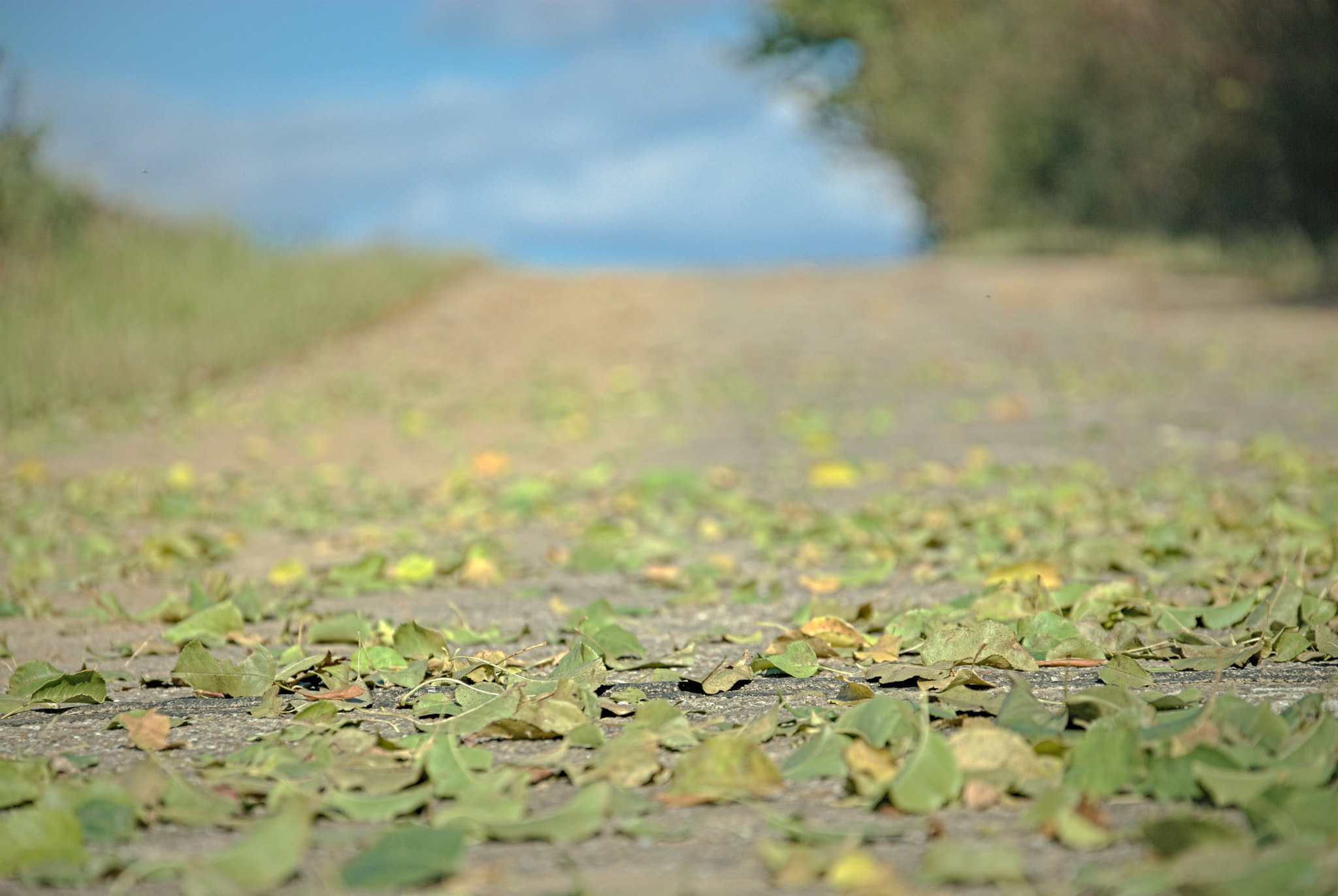 Nikon D200 sample photo. Autumn photography