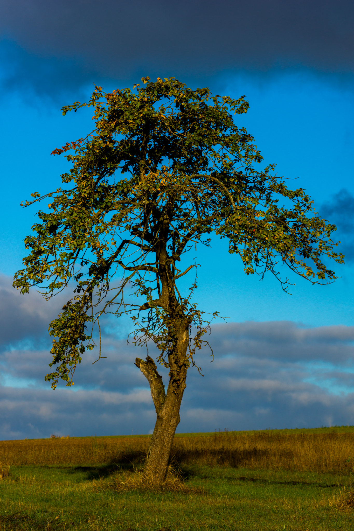 Sony Alpha NEX-7 + 90mm F2.8 Macro G OSS sample photo. Fall photography