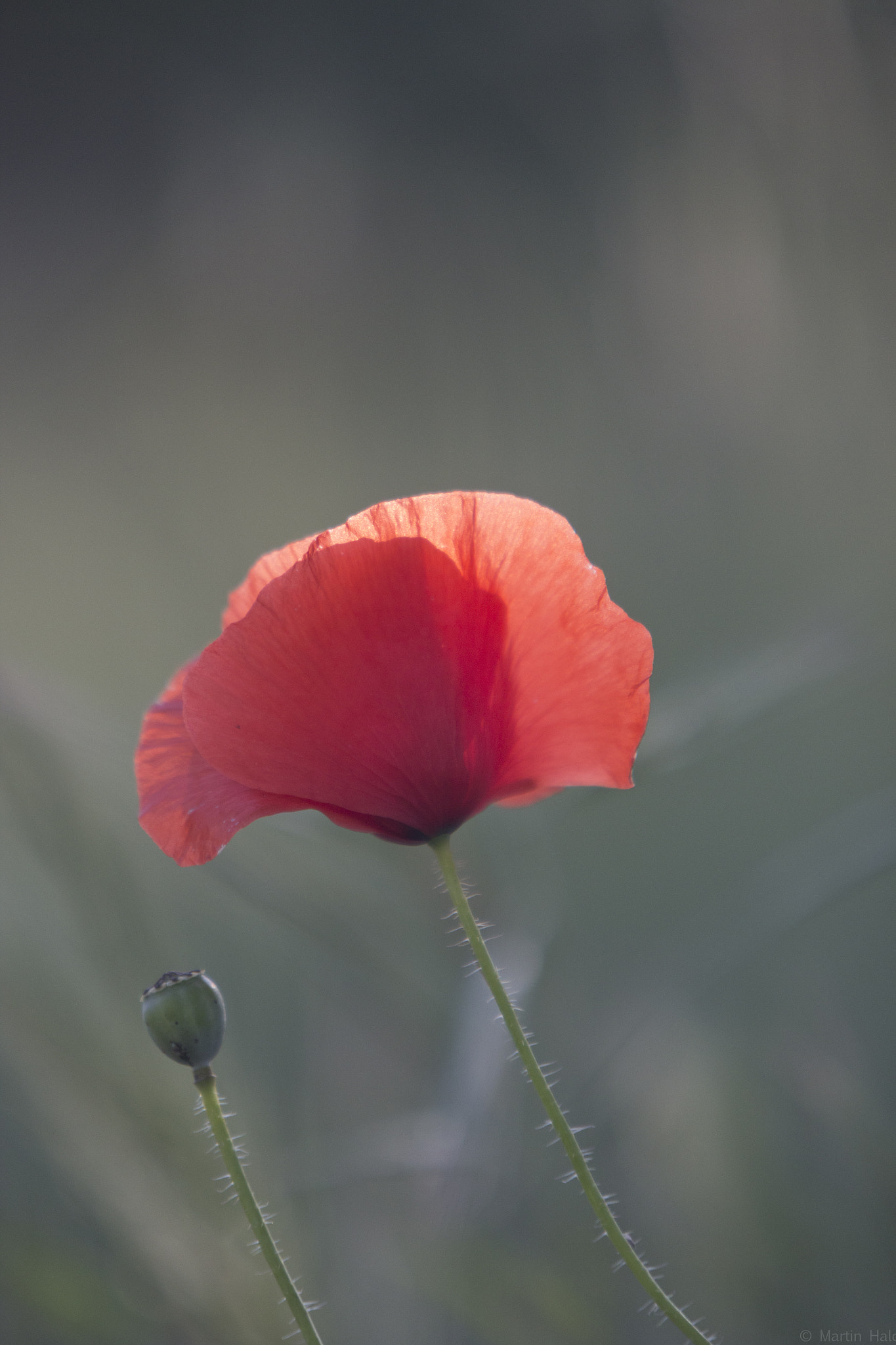 Canon EF 70-200mm F2.8L USM sample photo. Portugal photography