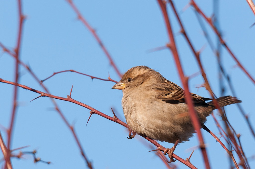 Sigma 120-400mm F4.5-5.6 DG OS HSM sample photo. Wróbel na krzaczku... photography
