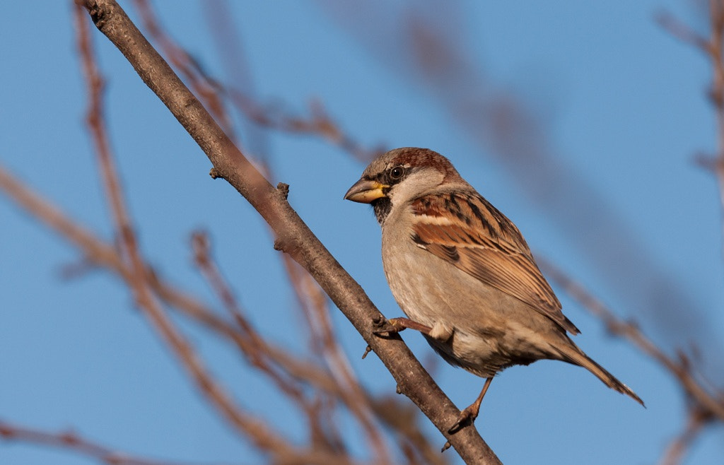 Sigma 120-400mm F4.5-5.6 DG OS HSM sample photo. Sparrow photography