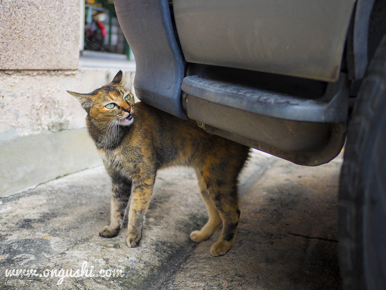 LEICA DG SUMMILUX 15/F1.7 sample photo. Cat 160: bwah-hah-hah photography