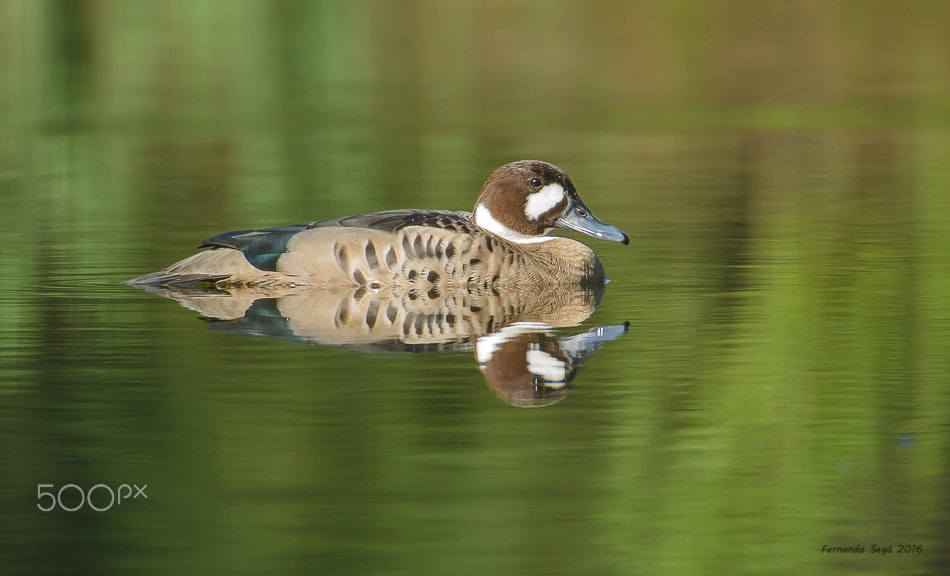 Nikon D7000 + Sigma 50-500mm F4.5-6.3 DG OS HSM sample photo. Spectatled duck photography