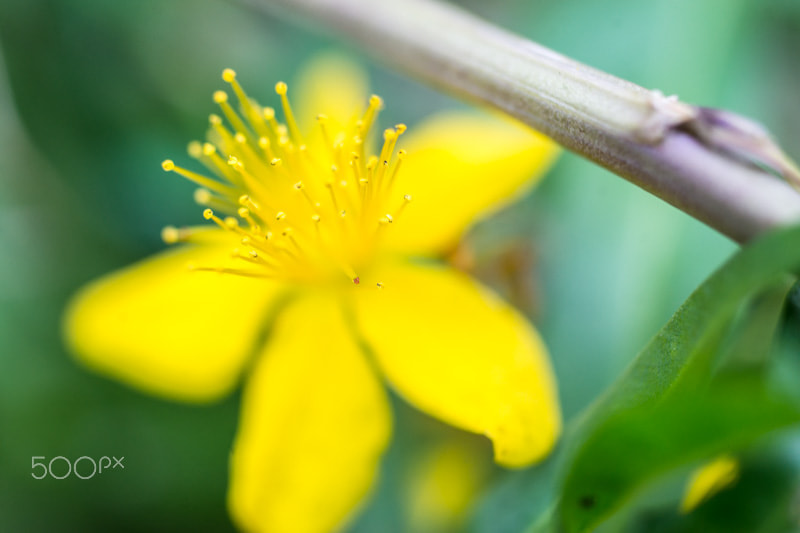 Sony a99 II + MACRO 50mm F2.8 sample photo. Reine dorée photography