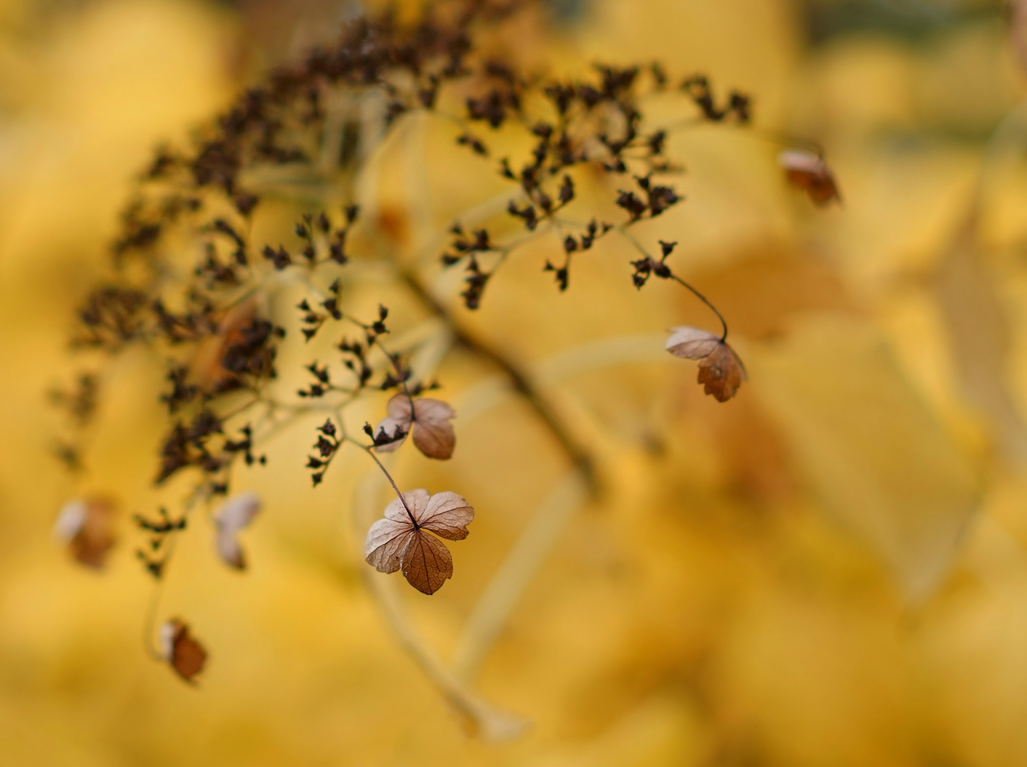 Sony a7 + Sony Sonnar T* FE 55mm F1.8 ZA sample photo. Autumn flavor（1） photography