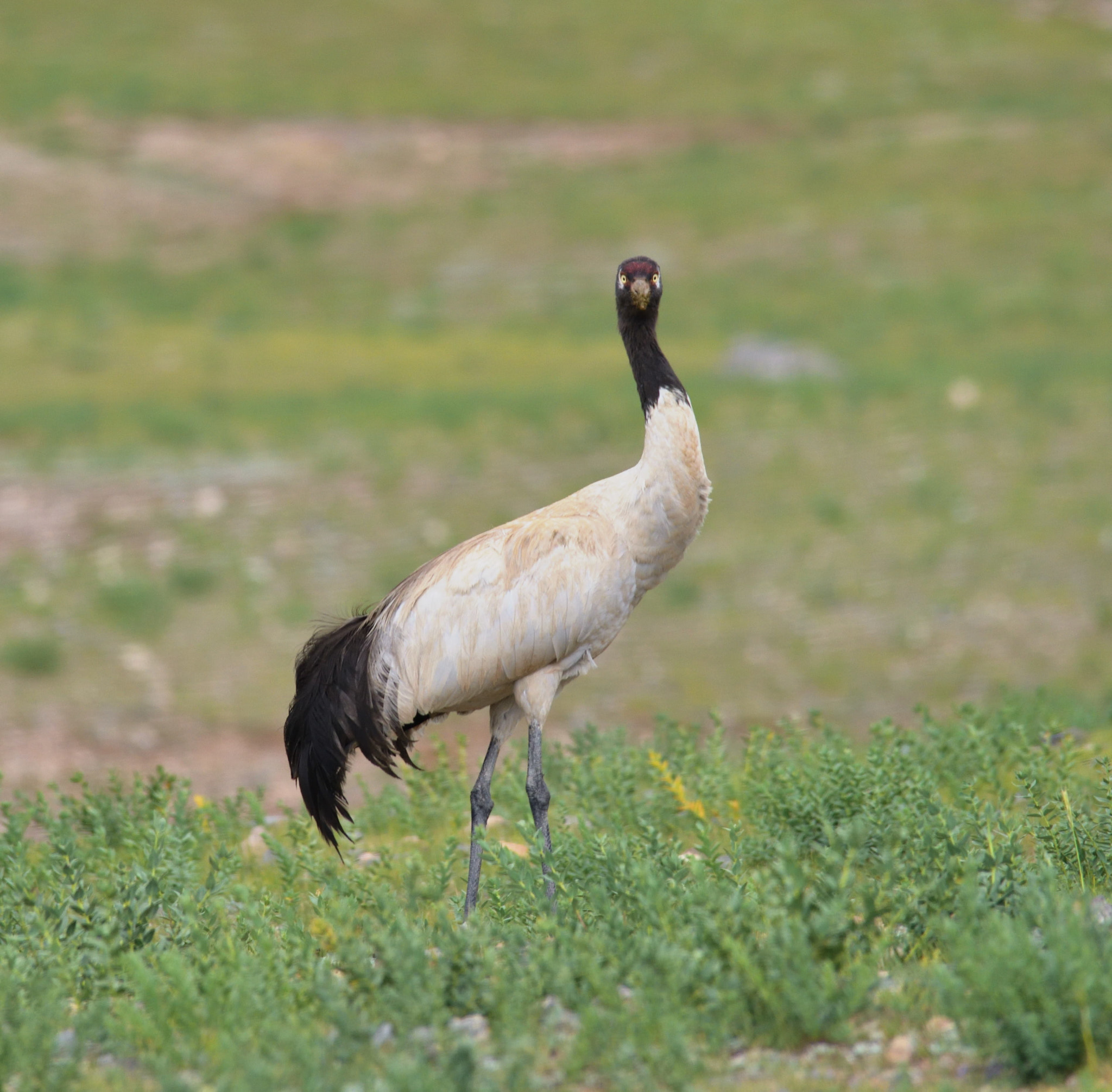 Sigma 150-500mm F5-6.3 DG OS HSM sample photo. A lingering black-necked crane photography