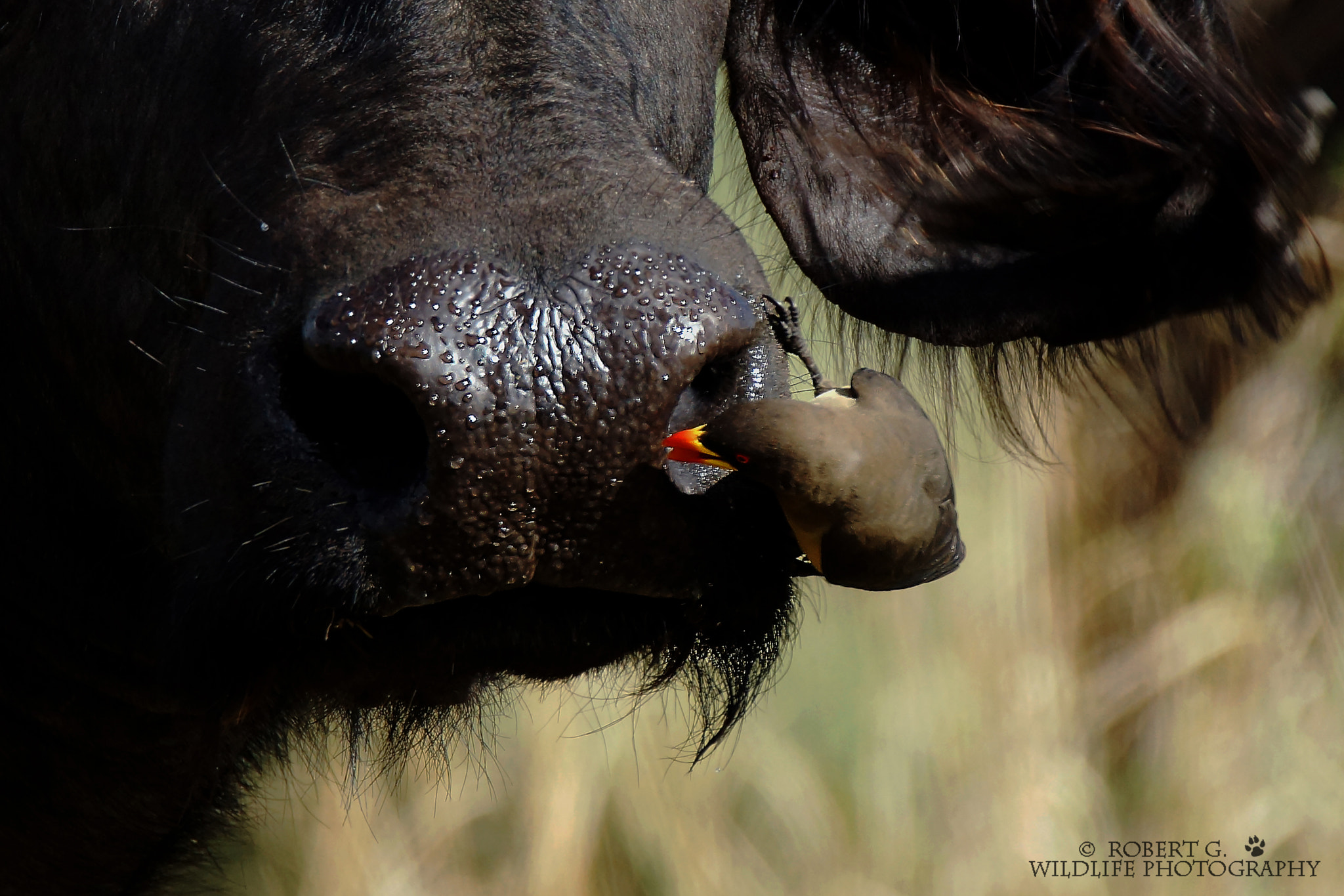 Sony SLT-A77 sample photo. Buffalo and oxpecker masai mara 2016 photography