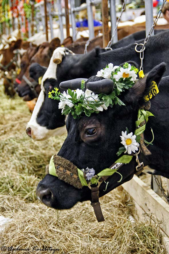 Canon EOS 40D sample photo. Farm expo photography