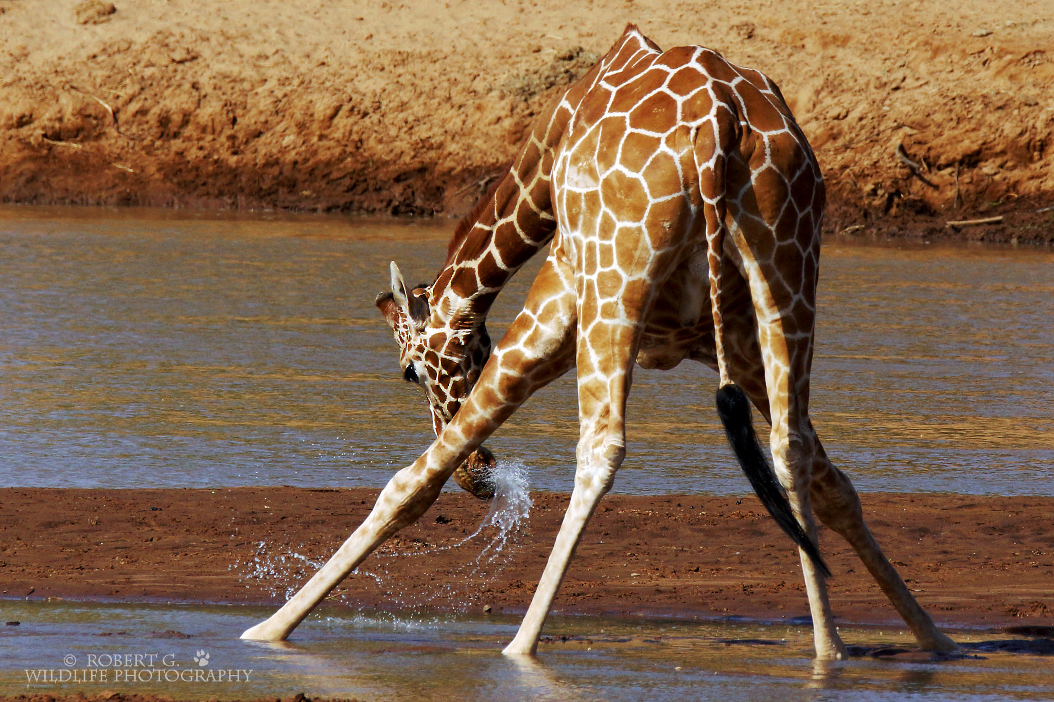 Tamron SP 150-600mm F5-6.3 Di VC USD sample photo. Drinking giraffe samburu 2016 photography